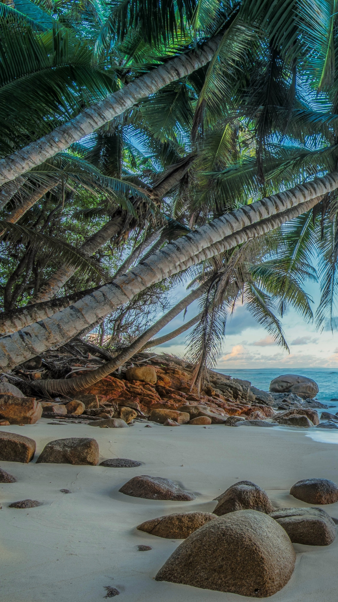 Скачать картинку Пляж, Пальмы, Пальма, Hdr, Тропический, Фотографии в телефон бесплатно.