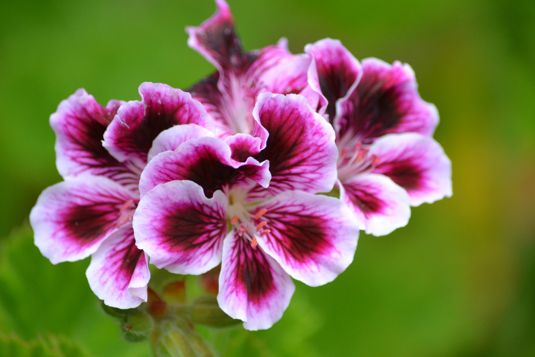 Téléchargez gratuitement l'image Fleurs, Fleur, Terre/nature sur le bureau de votre PC