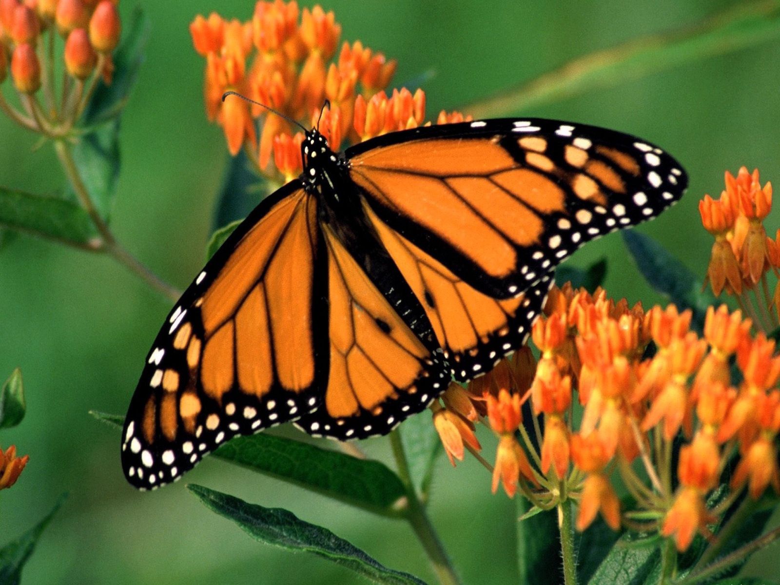 PCデスクトップに蝶, パターン, 大きい, マクロ, バタフライ, 翼, 花画像を無料でダウンロード