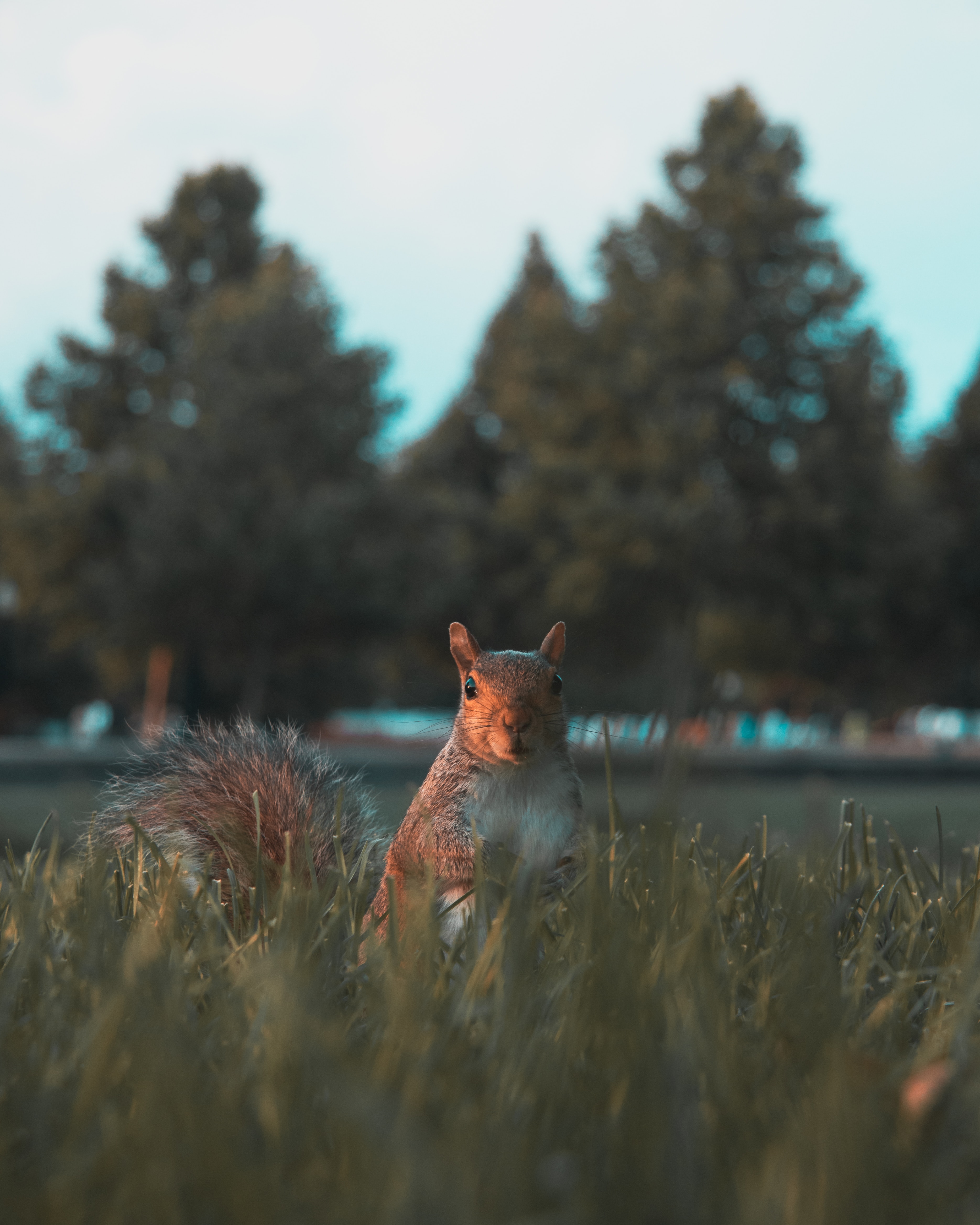 Free download wallpaper Animals, Grass, Sight, Opinion, Animal, Nice, Sweetheart, Squirrel on your PC desktop