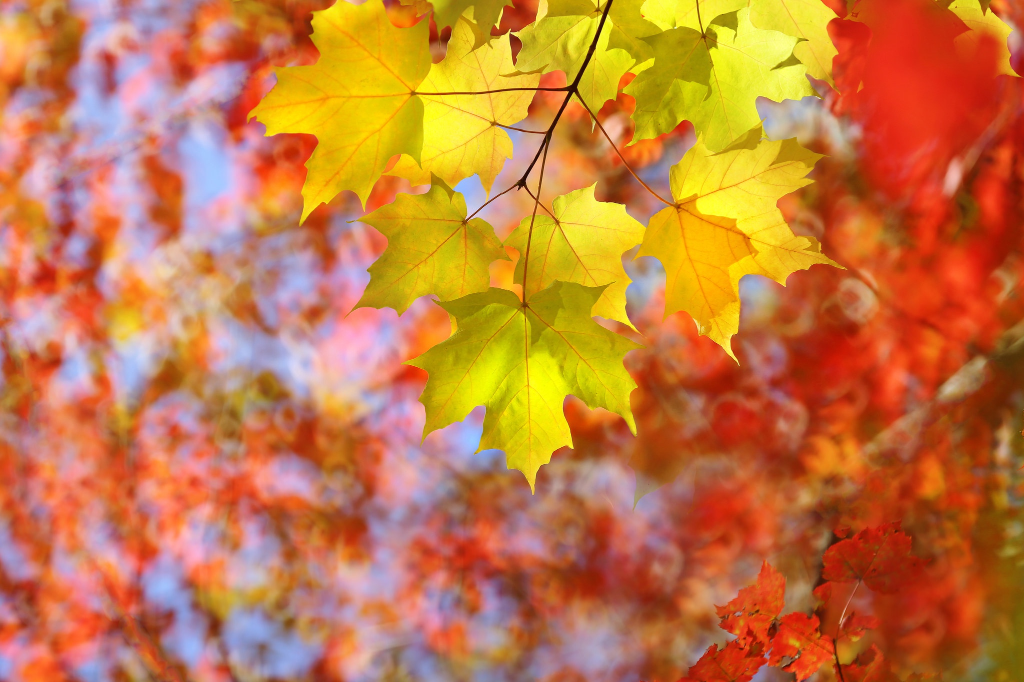 Téléchargez des papiers peints mobile Automne, Feuille, La Nature, Terre/nature, Profondeur De Champ gratuitement.