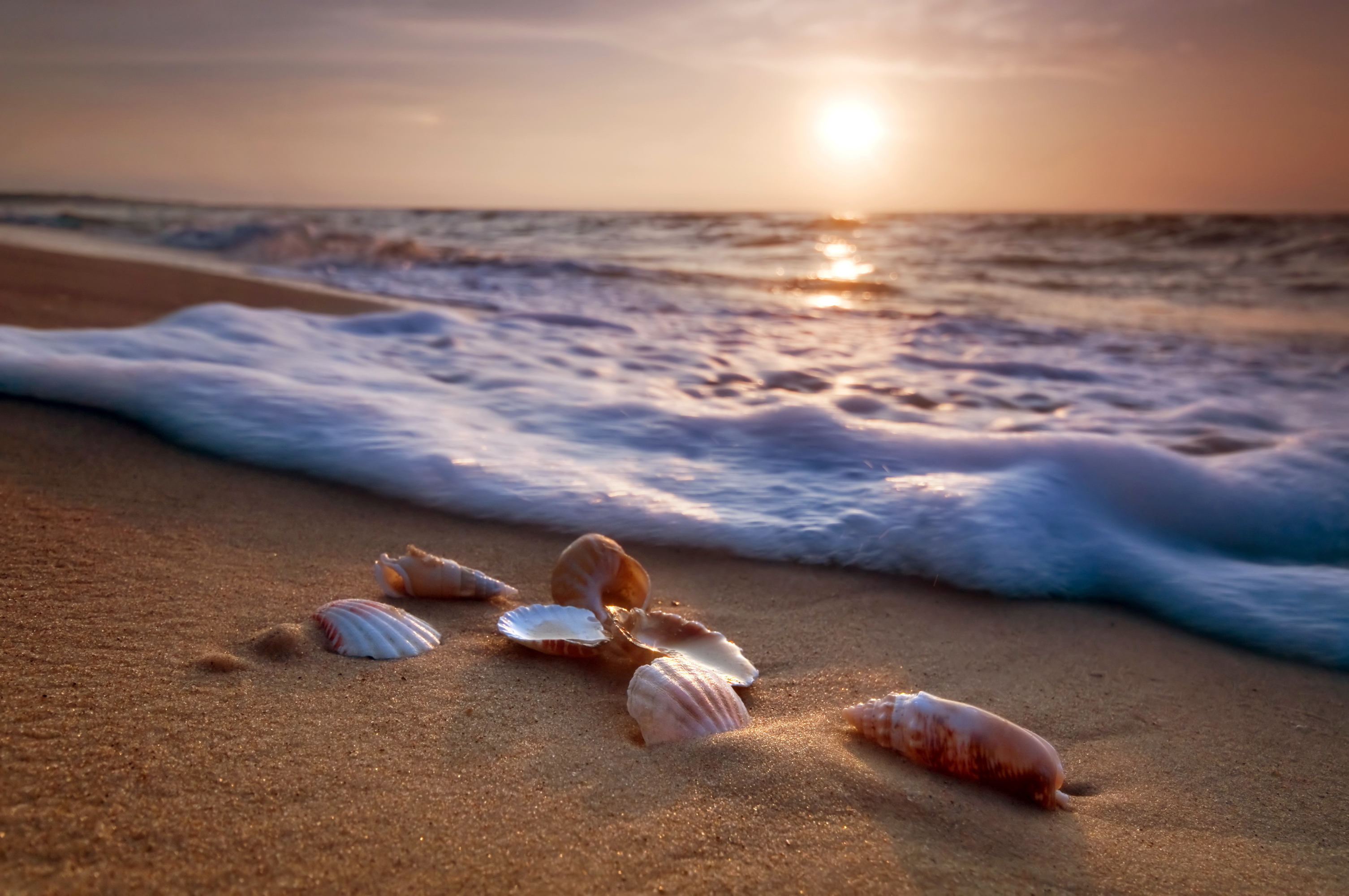 earth, shell, foam, horizon, nature, ocean, sand, sun, sunset Panoramic Wallpaper