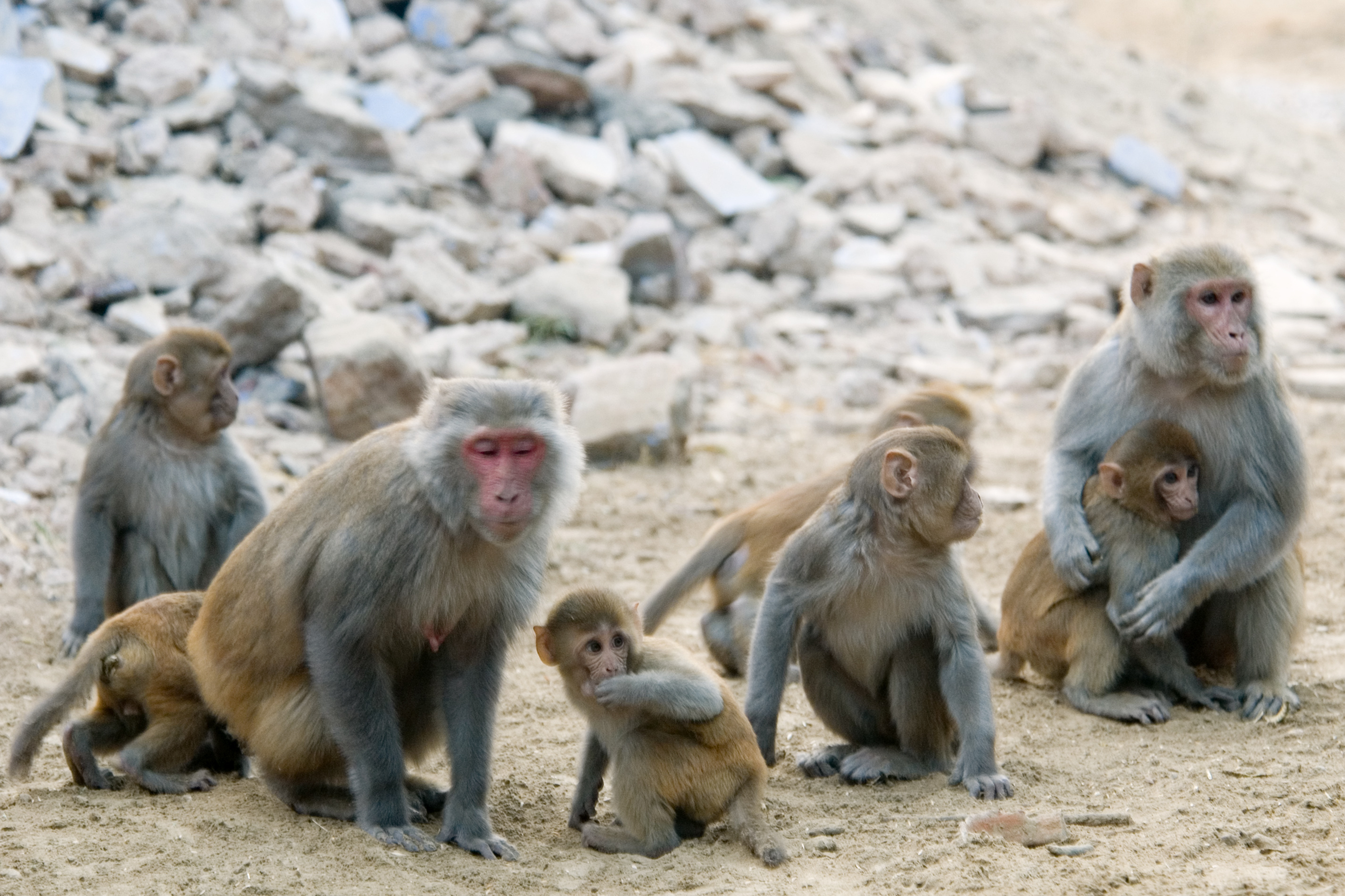 810393 Bild herunterladen tiere, makaken, tierbaby, affen, primas, rhesus makaken - Hintergrundbilder und Bildschirmschoner kostenlos