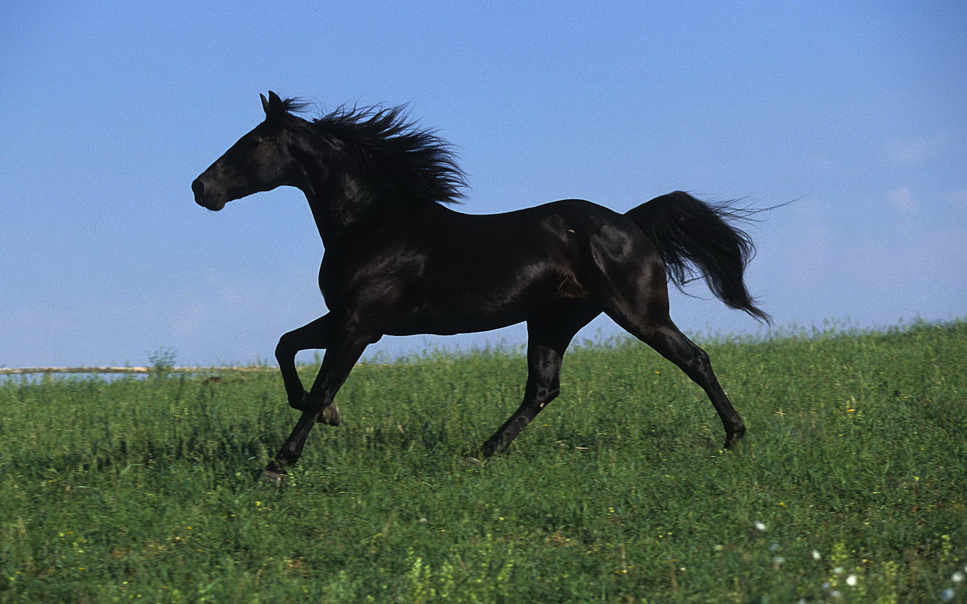 無料モバイル壁紙動物, 馬をダウンロードします。