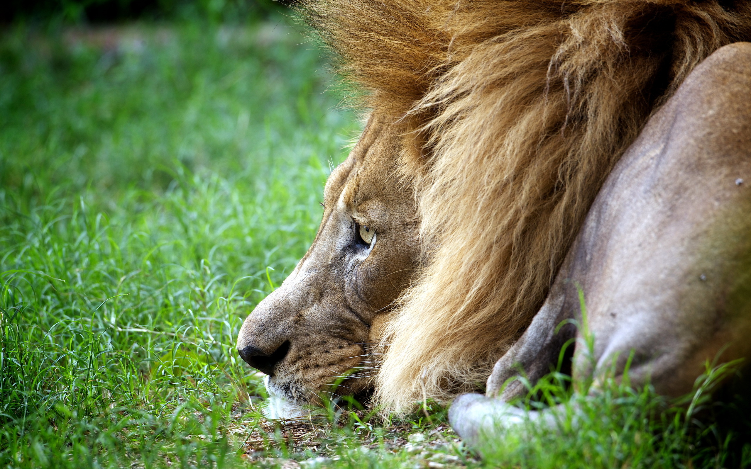 Descarga gratuita de fondo de pantalla para móvil de Animales, Gatos, León.