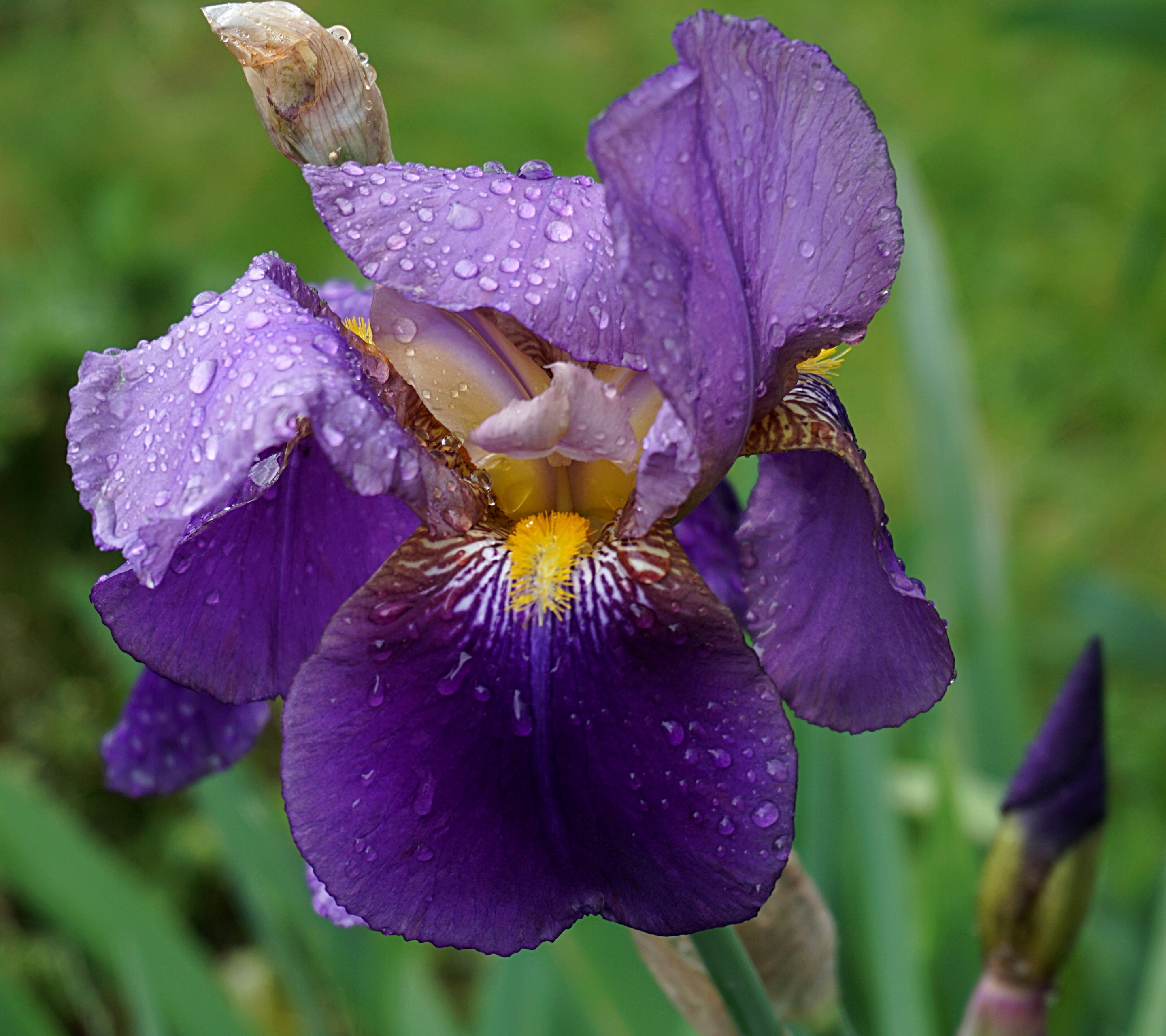 Download mobile wallpaper Nature, Flowers, Iris, Flower, Earth, Purple Flower, Dew Drop for free.
