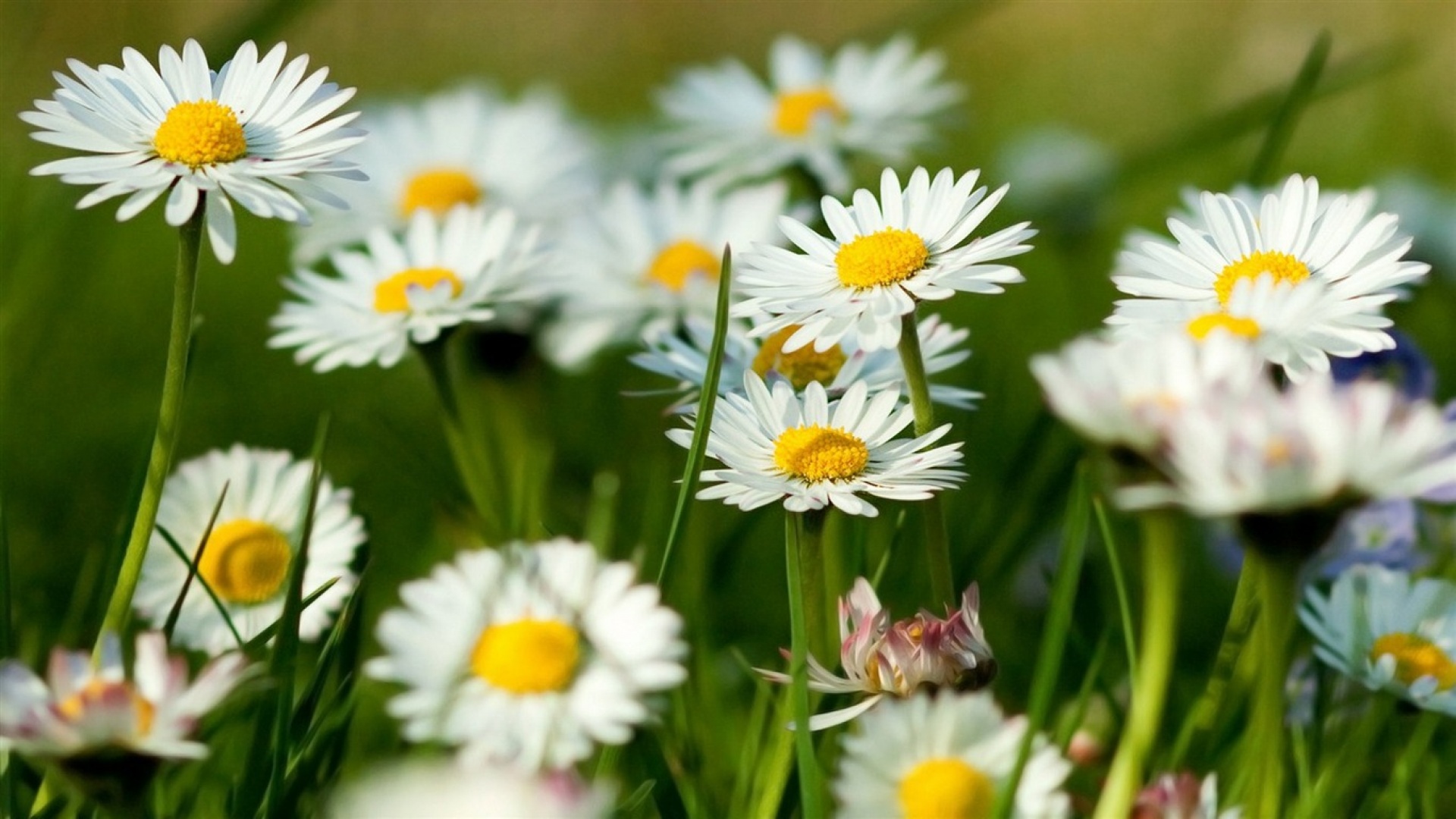 Téléchargez gratuitement l'image Camomille, Plantes, Fleurs sur le bureau de votre PC
