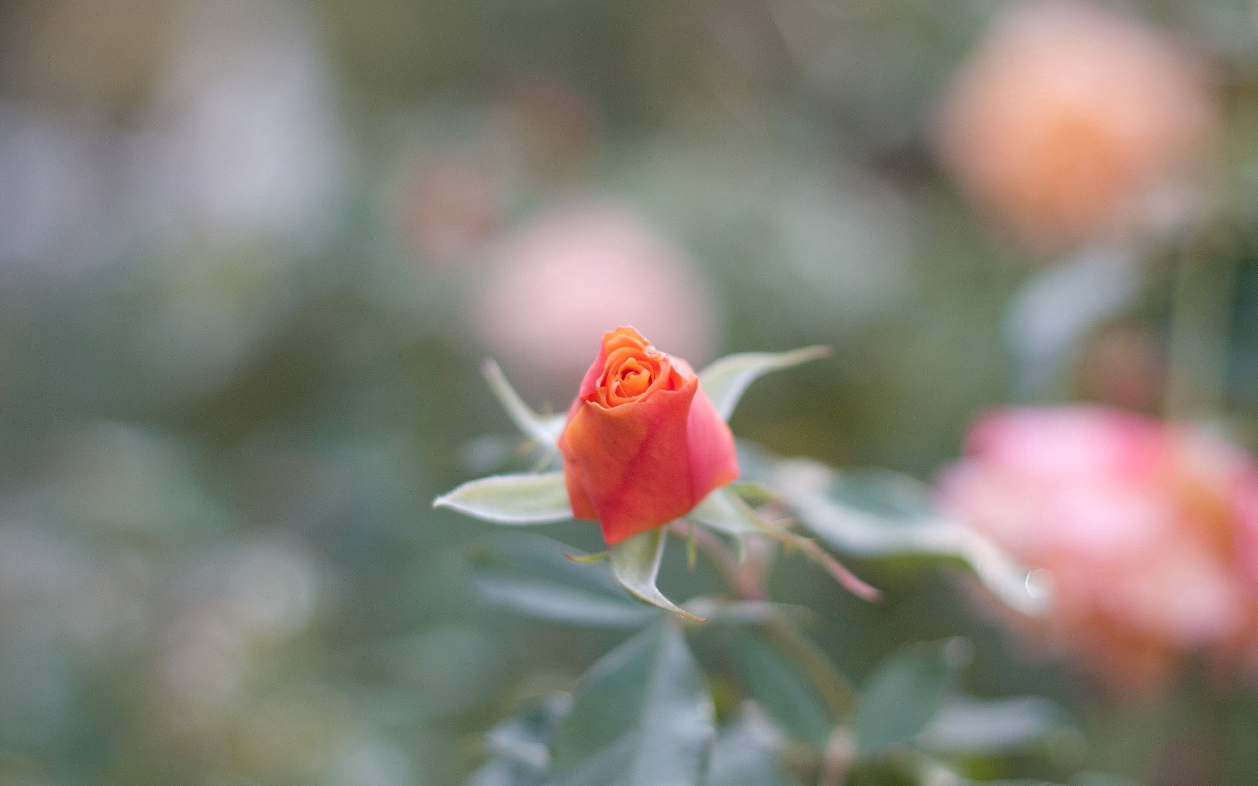 Download mobile wallpaper Rose, Macro, Smooth, Petals, Rose Flower, Blur for free.