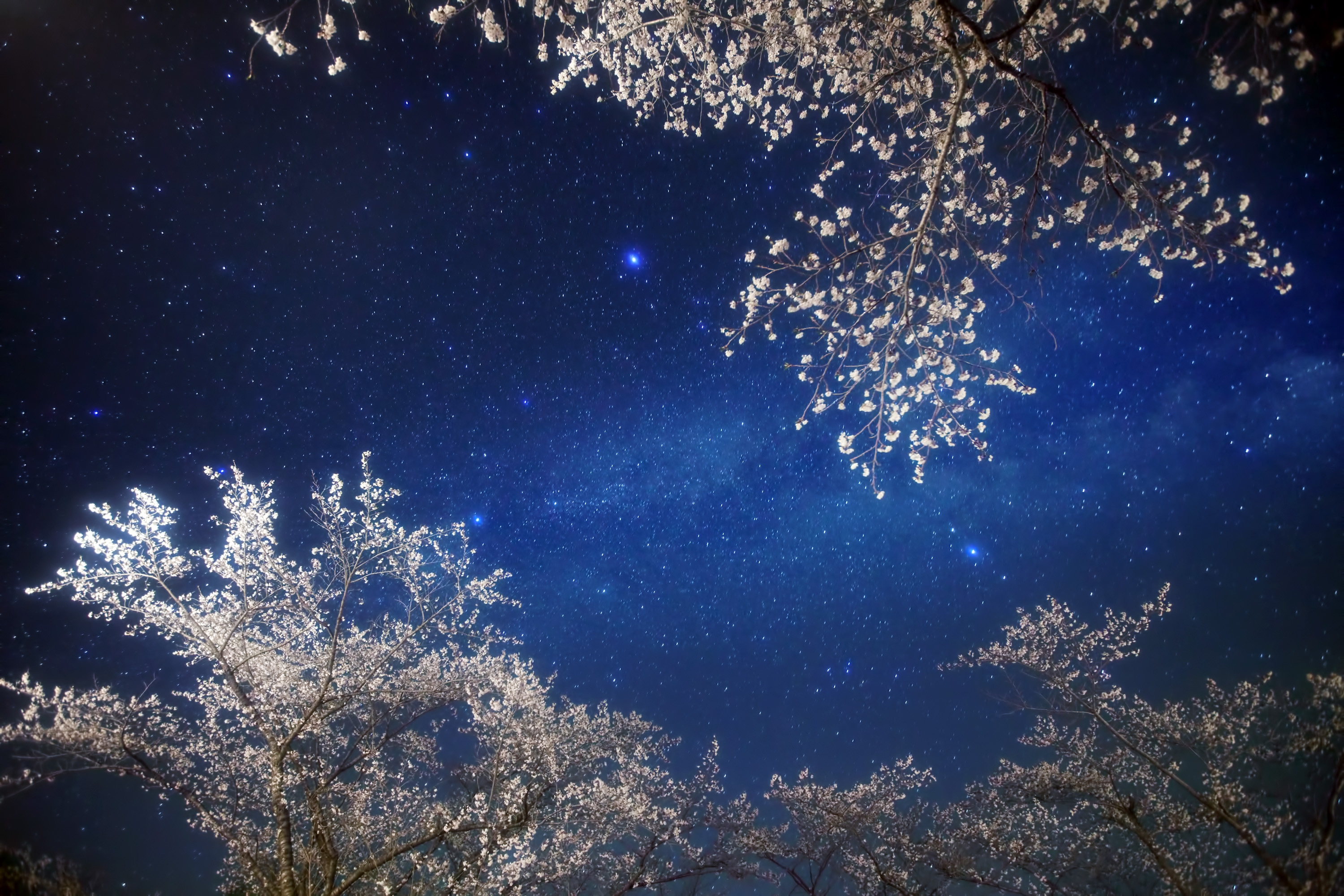 shining, stars, nature, sky, night, branches, branch Full HD