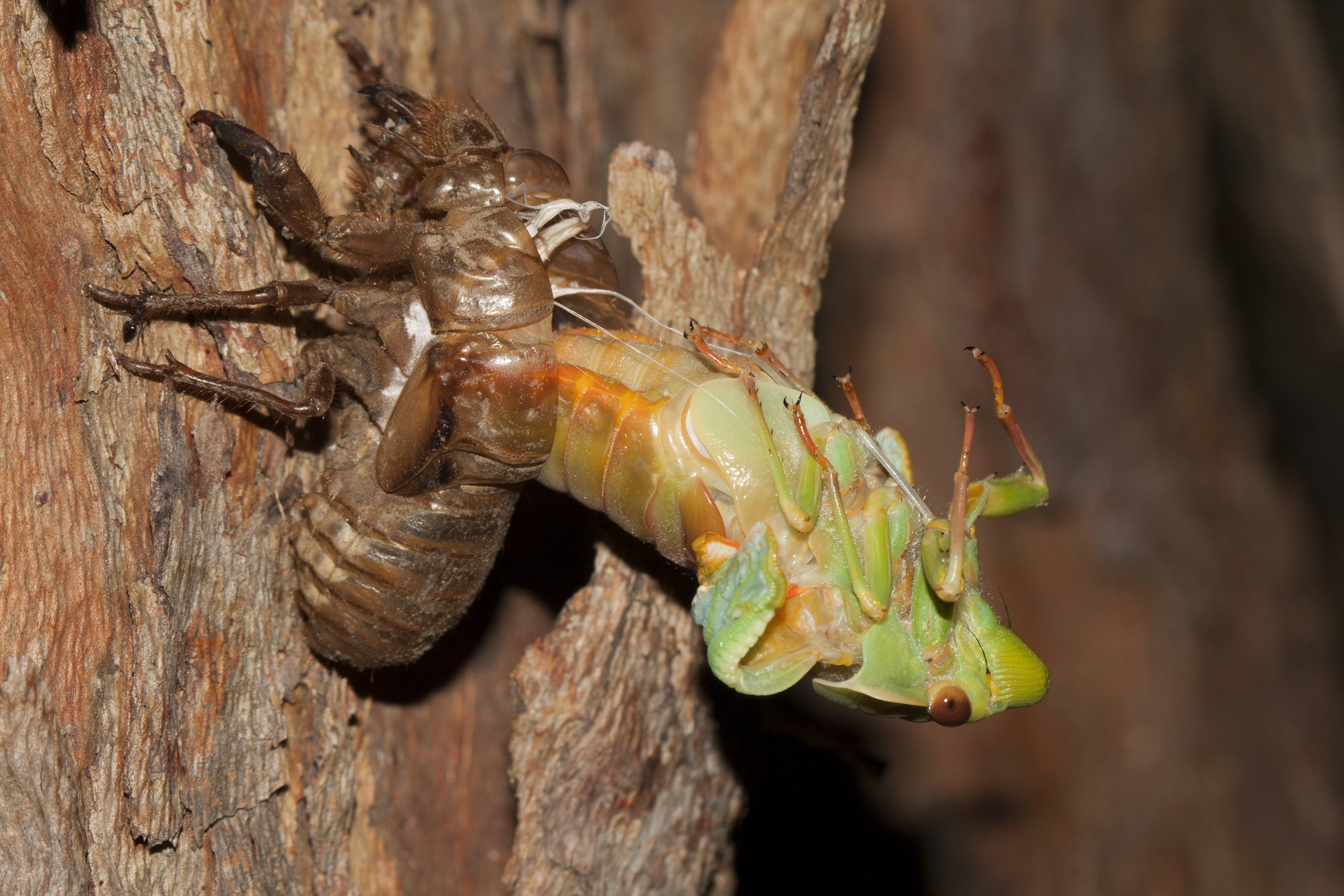 animal, cicada