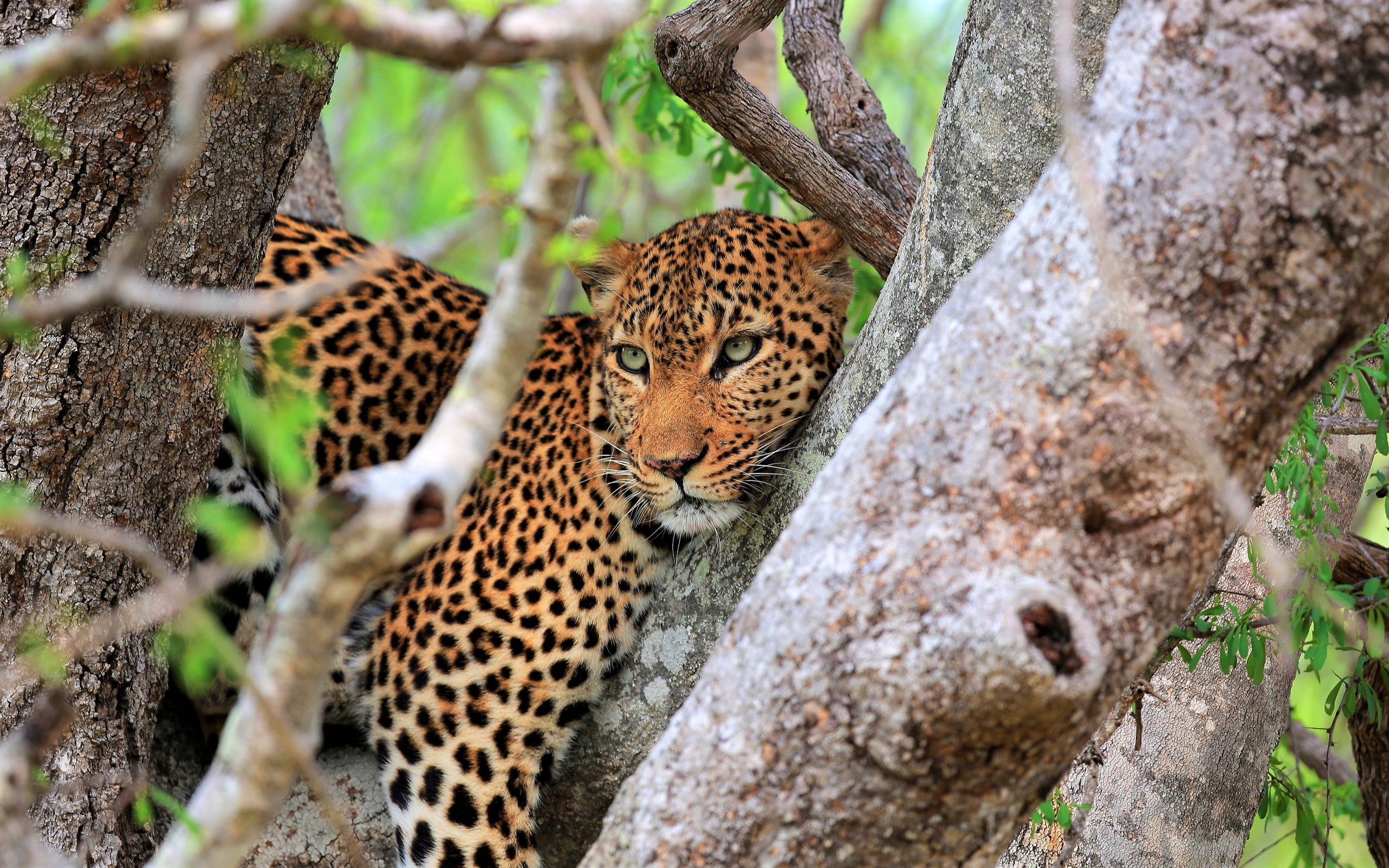 Descarga gratuita de fondo de pantalla para móvil de Animales, Gatos, Leopardo.