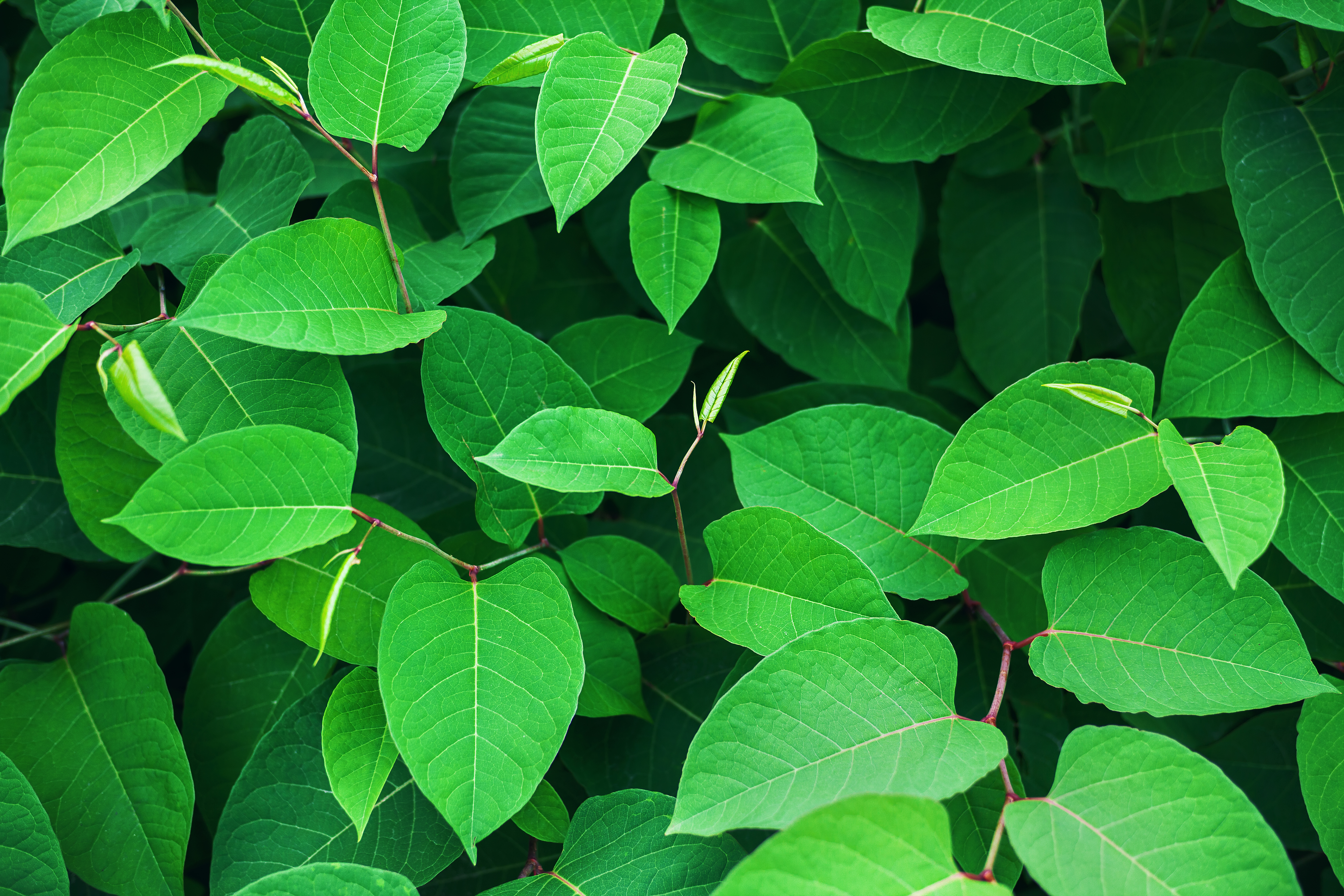 Laden Sie das Blätter, Pflanze, Makro, Geäst, Zweige-Bild kostenlos auf Ihren PC-Desktop herunter
