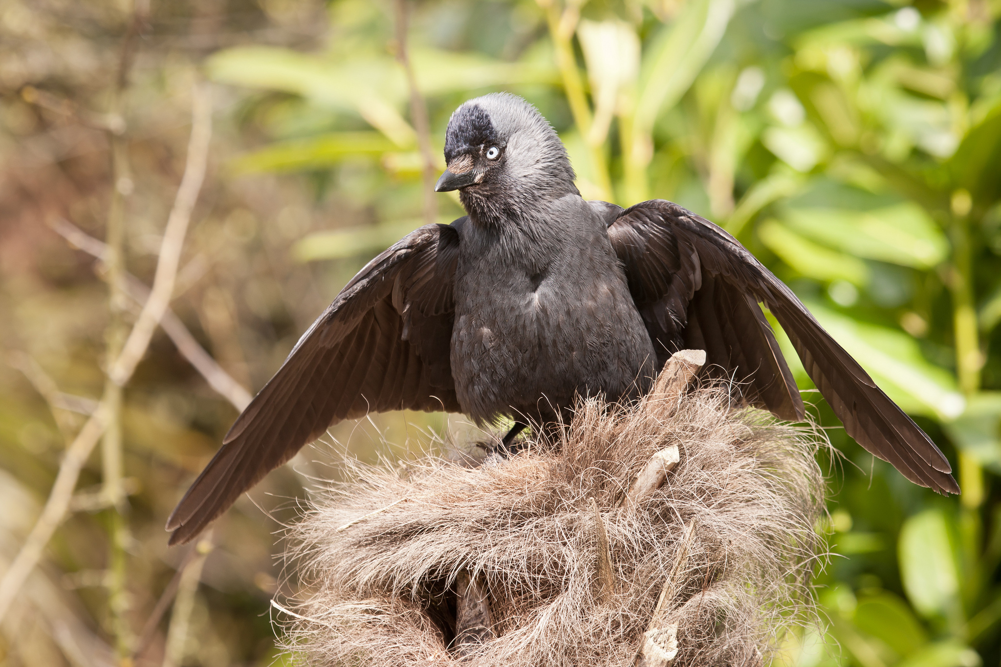 Baixe gratuitamente a imagem Animais, Aves, Pássaro na área de trabalho do seu PC