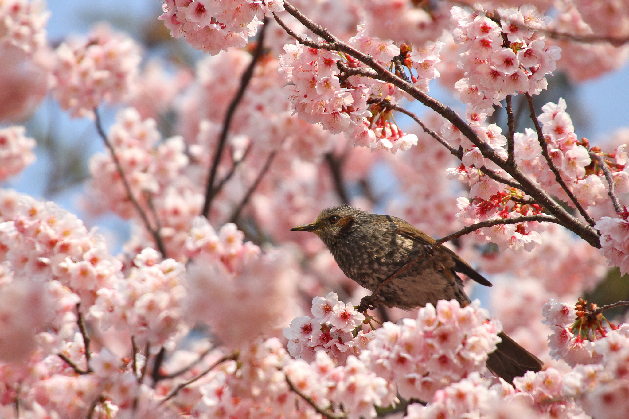 PCデスクトップに鳥, 動物画像を無料でダウンロード