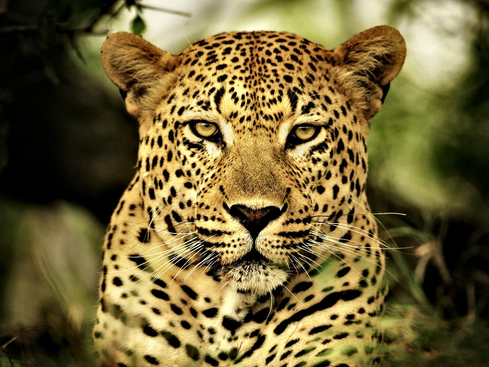 Download mobile wallpaper Cats, Leopard, Muzzle, Animal, Face for free.