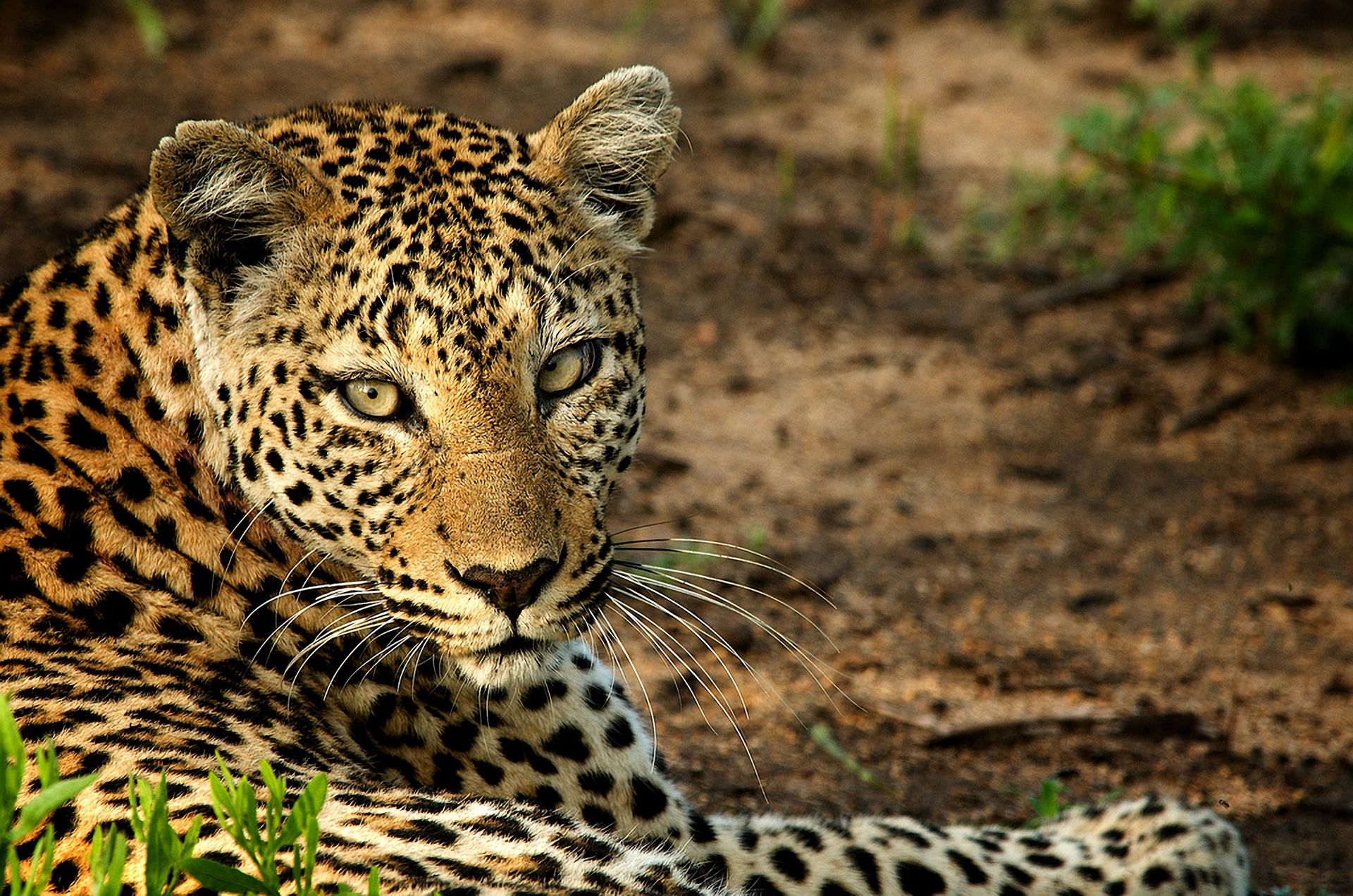 Handy-Wallpaper Tiere, Katzen, Leopard, Starren kostenlos herunterladen.