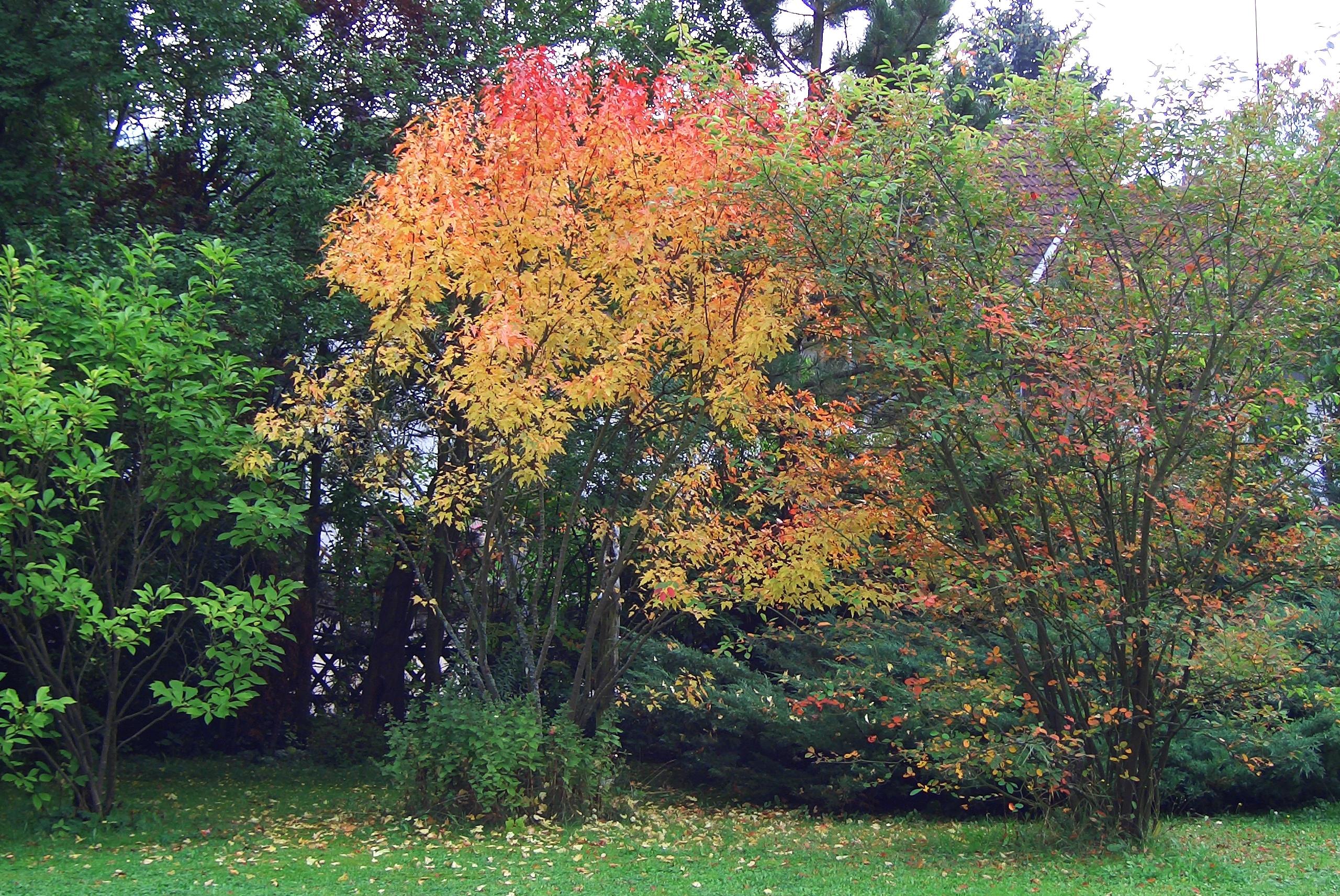 Laden Sie das Garten, Menschengemacht-Bild kostenlos auf Ihren PC-Desktop herunter