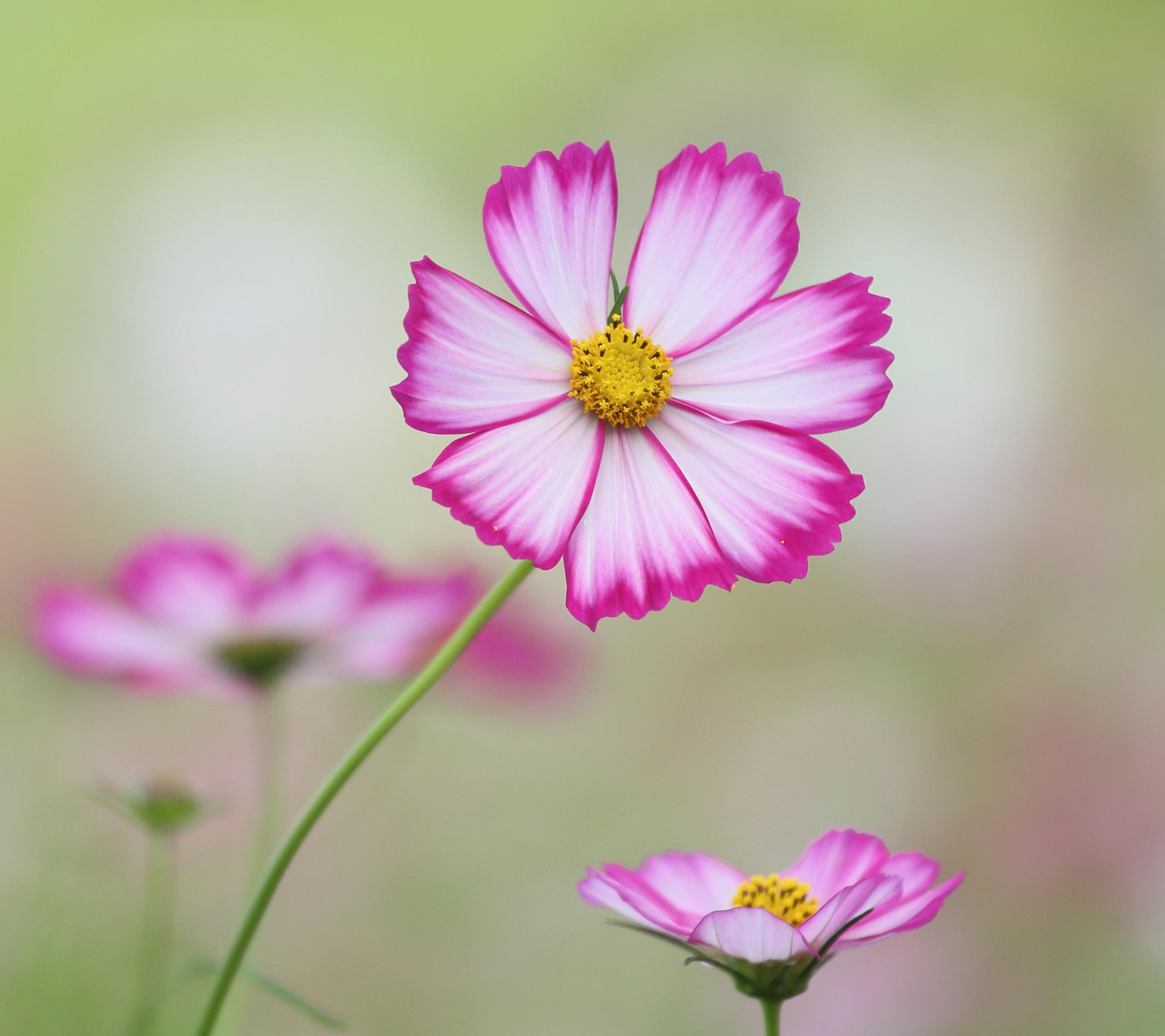 Free download wallpaper Flowers, Close Up, Earth, Cosmos on your PC desktop
