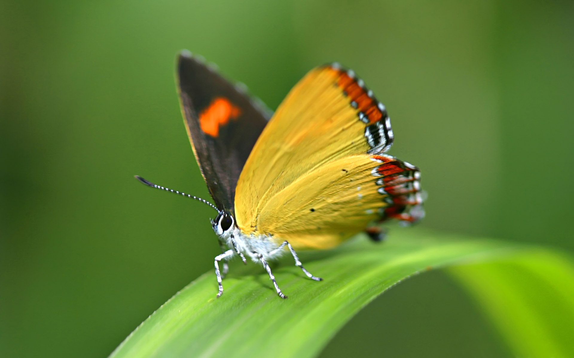 Free download wallpaper Butterfly, Animal on your PC desktop