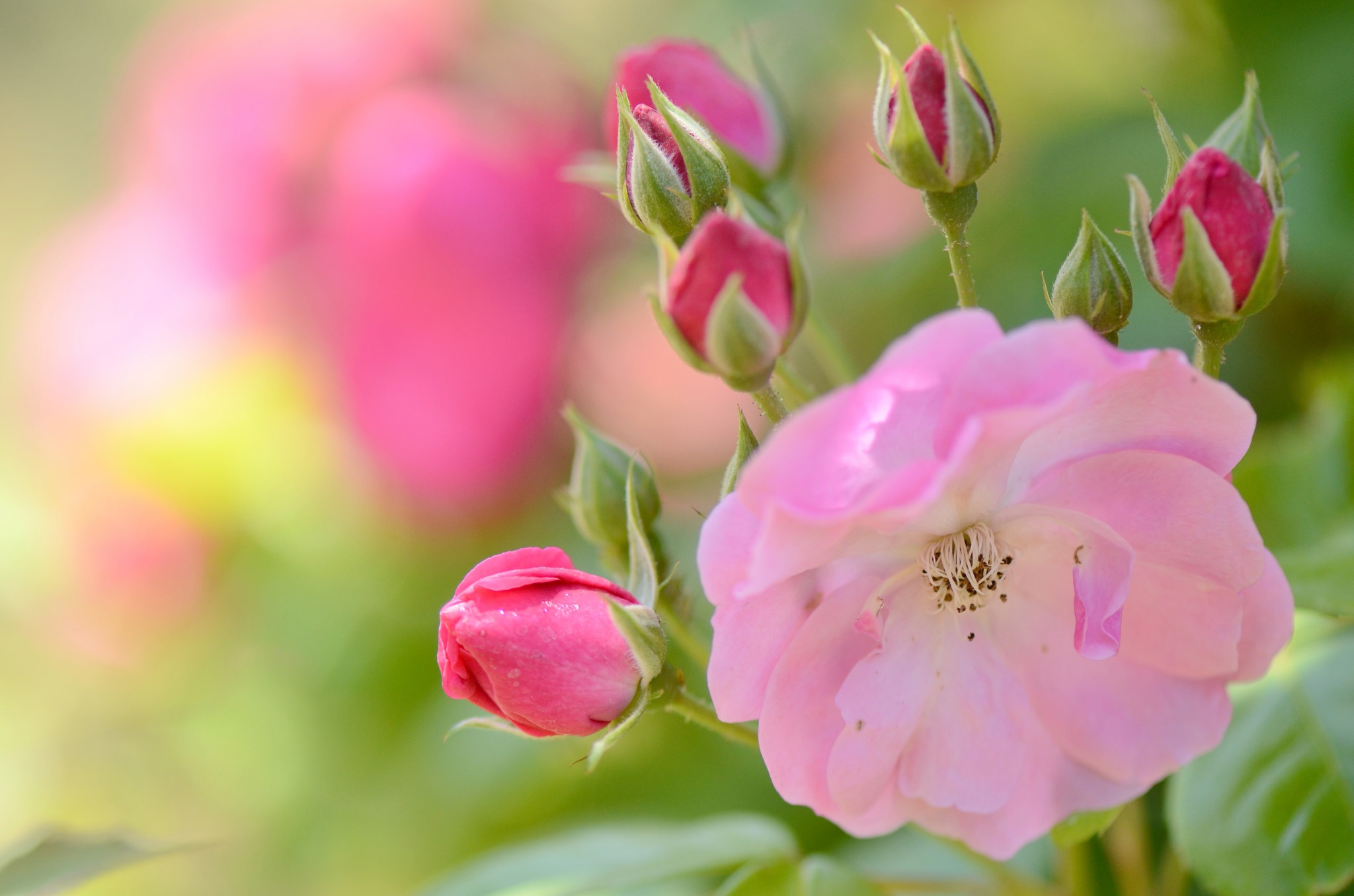 Завантажити шпалери безкоштовно Природа, Квітка, Роза, Земля, Рожева Квітка, Флауерзи картинка на робочий стіл ПК