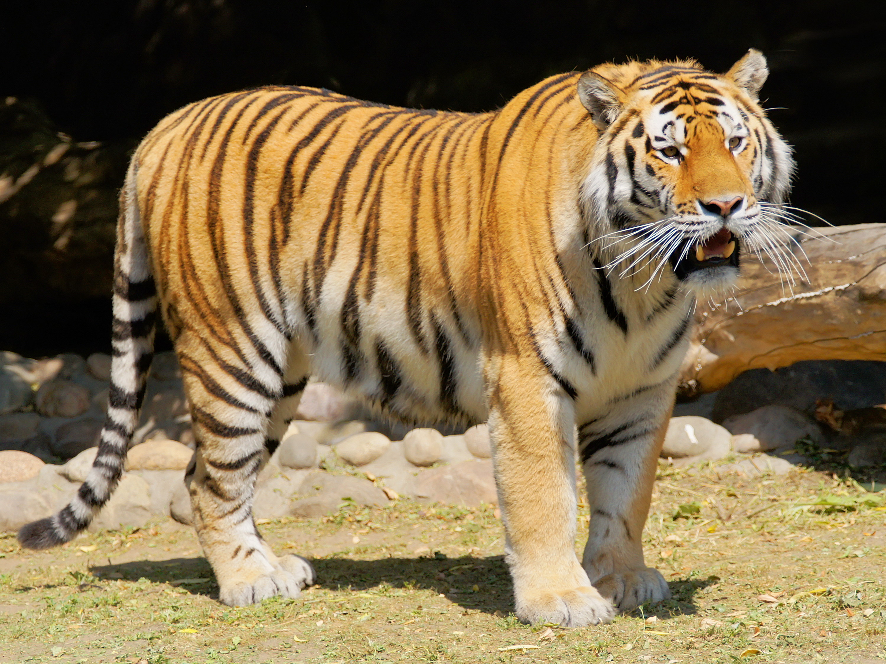 Téléchargez gratuitement l'image Animaux, Chats, Tigre sur le bureau de votre PC