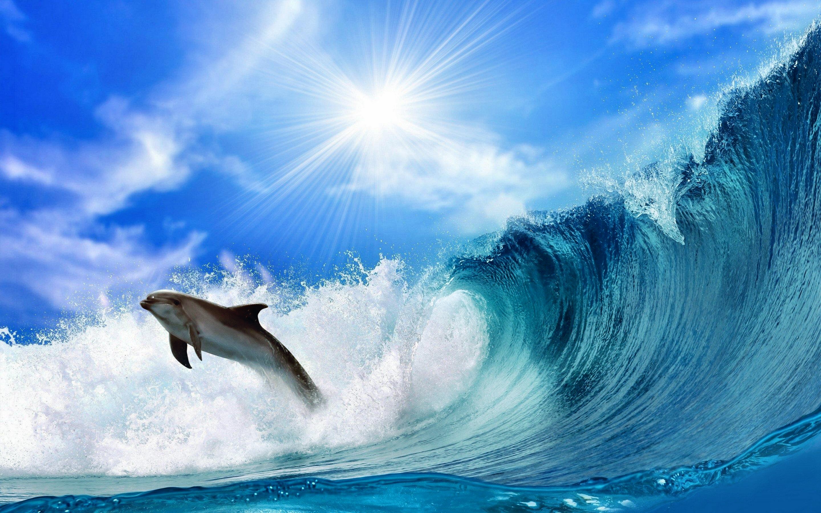 558190 завантажити шпалери небо, тварина, дельфін, сонячно, хвиля - заставки і картинки безкоштовно