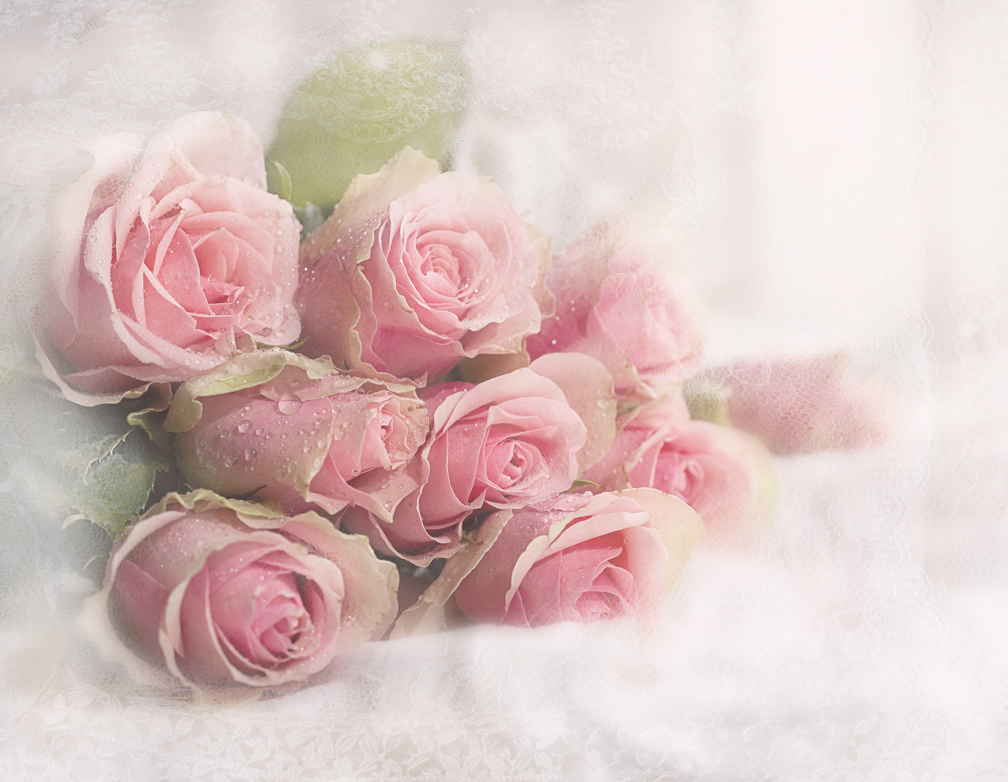 Завантажити шпалери безкоштовно Роза, Земля, Рожева Квітка, Флауерзи картинка на робочий стіл ПК