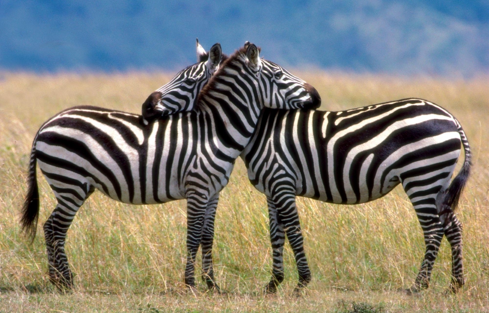 Free download wallpaper Animals, Zebra on your PC desktop
