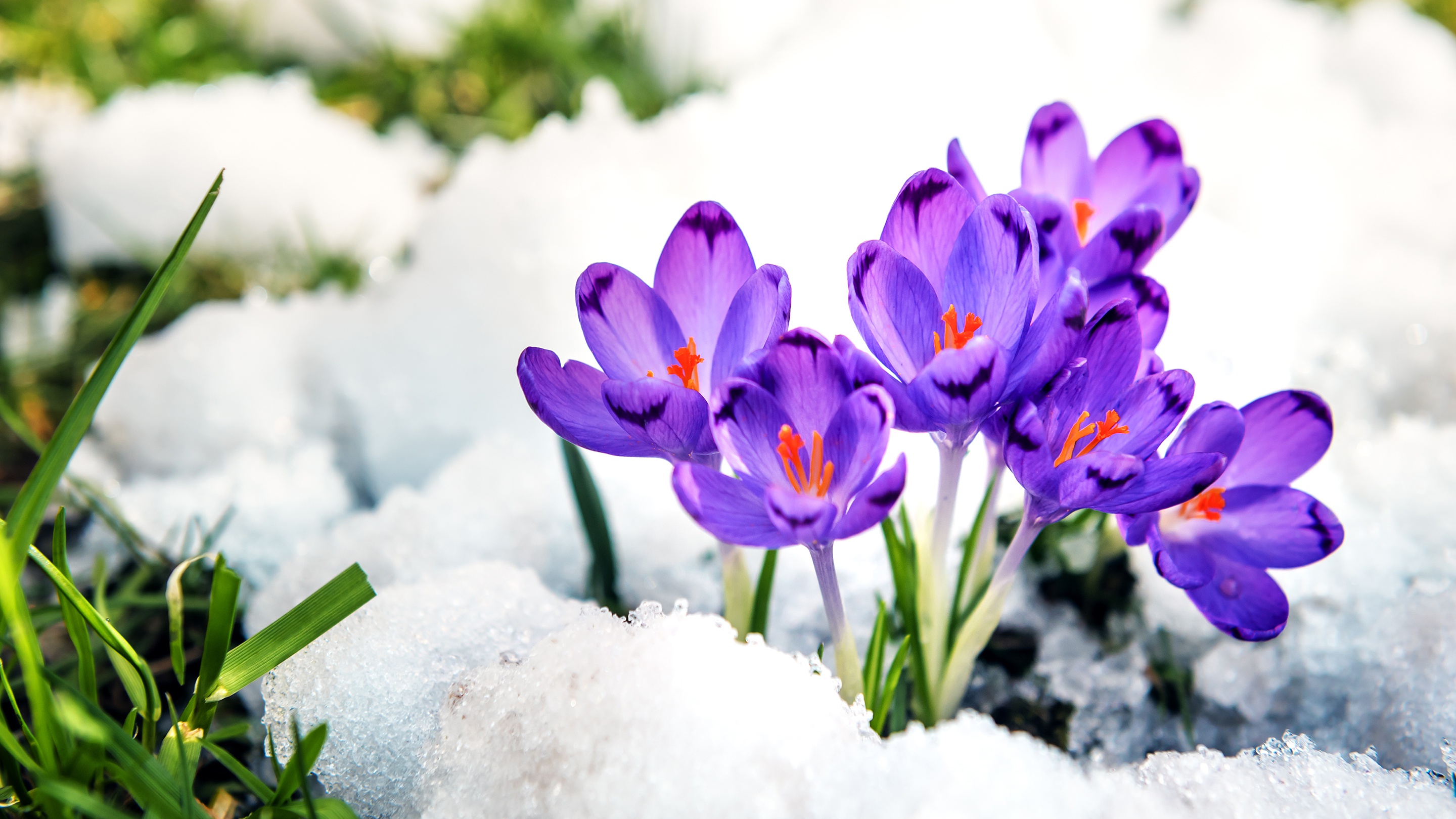 Скачать обои бесплатно Снег, Крокус, Фиолетовый Цветок, Земля/природа, Флауэрсы картинка на рабочий стол ПК