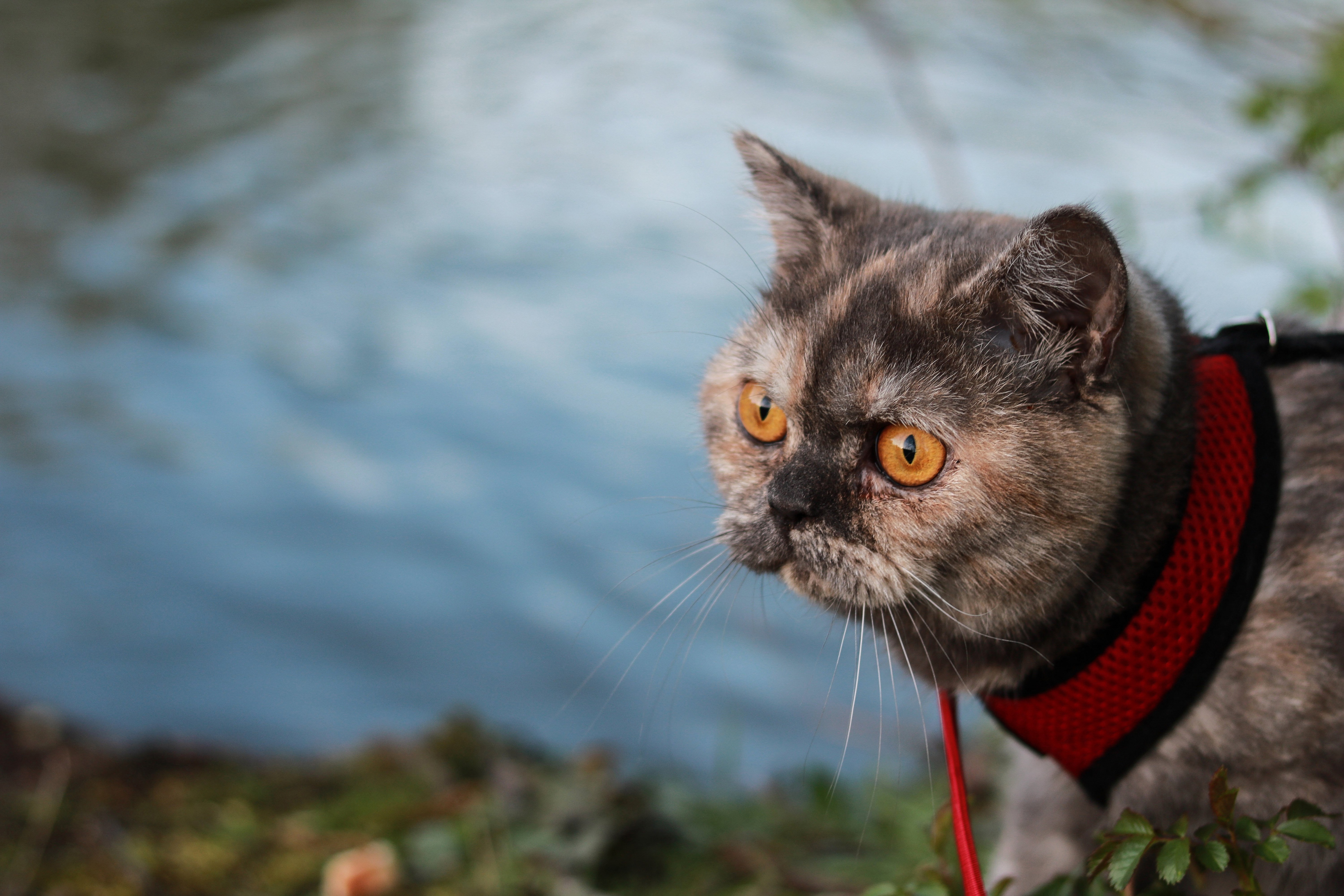 Laden Sie das Tiere, Katzen, Katze-Bild kostenlos auf Ihren PC-Desktop herunter