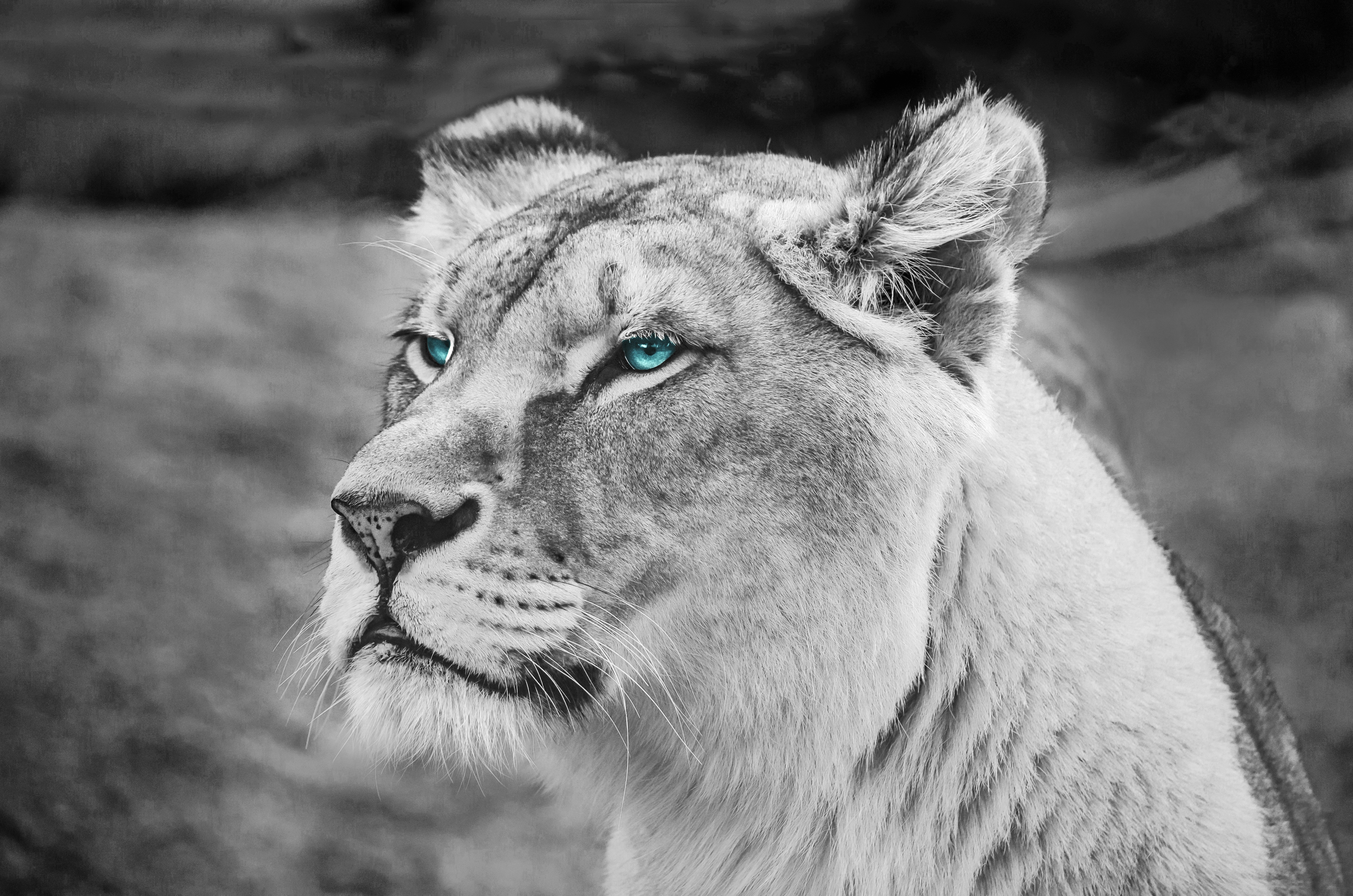 lioness, eyes, africa, animals, muzzle, sight, opinion, wildlife