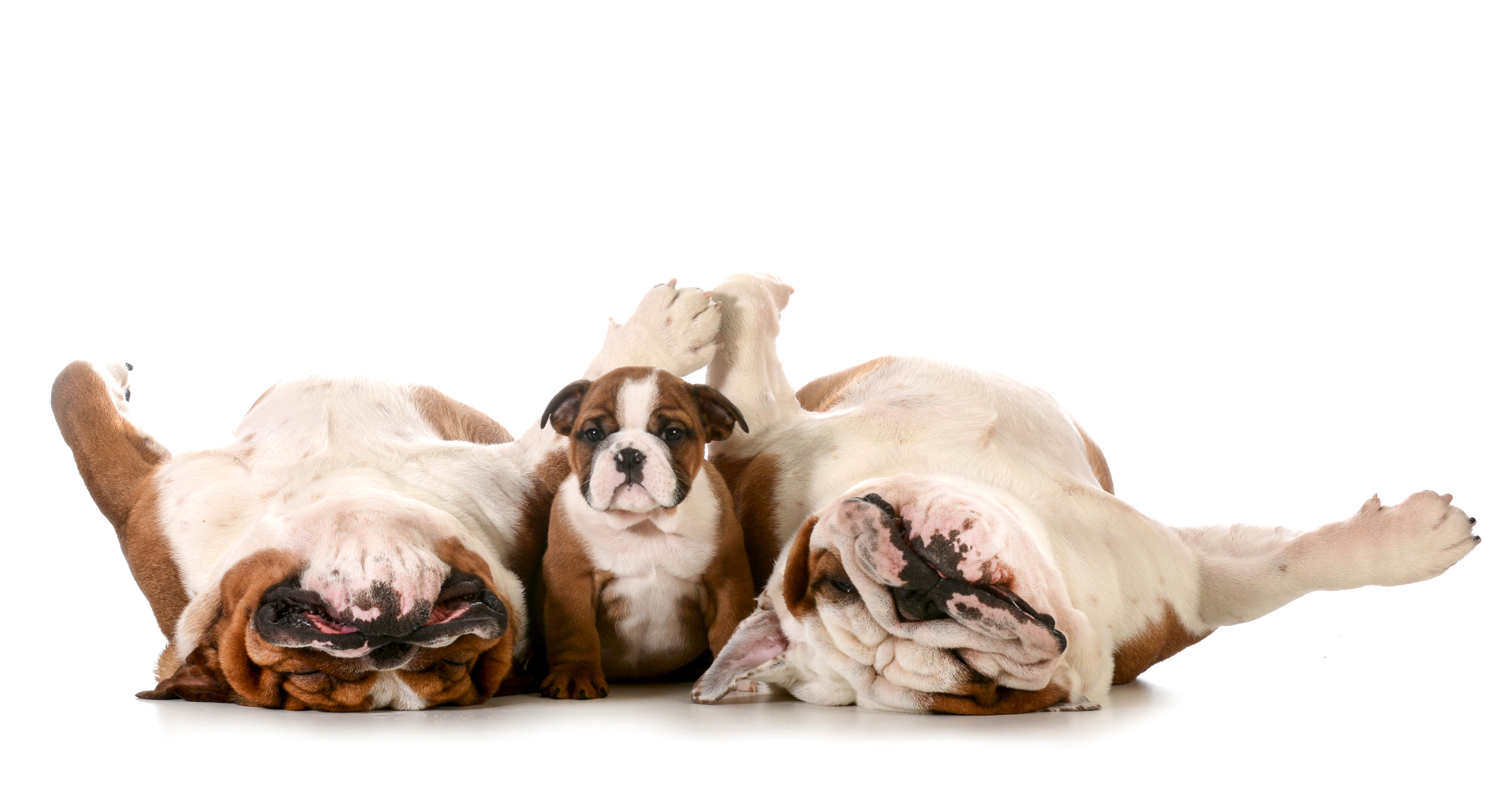 Download mobile wallpaper Dogs, Dog, Animal, Puppy, Sleeping, Cute, Bulldog, Baby Animal for free.