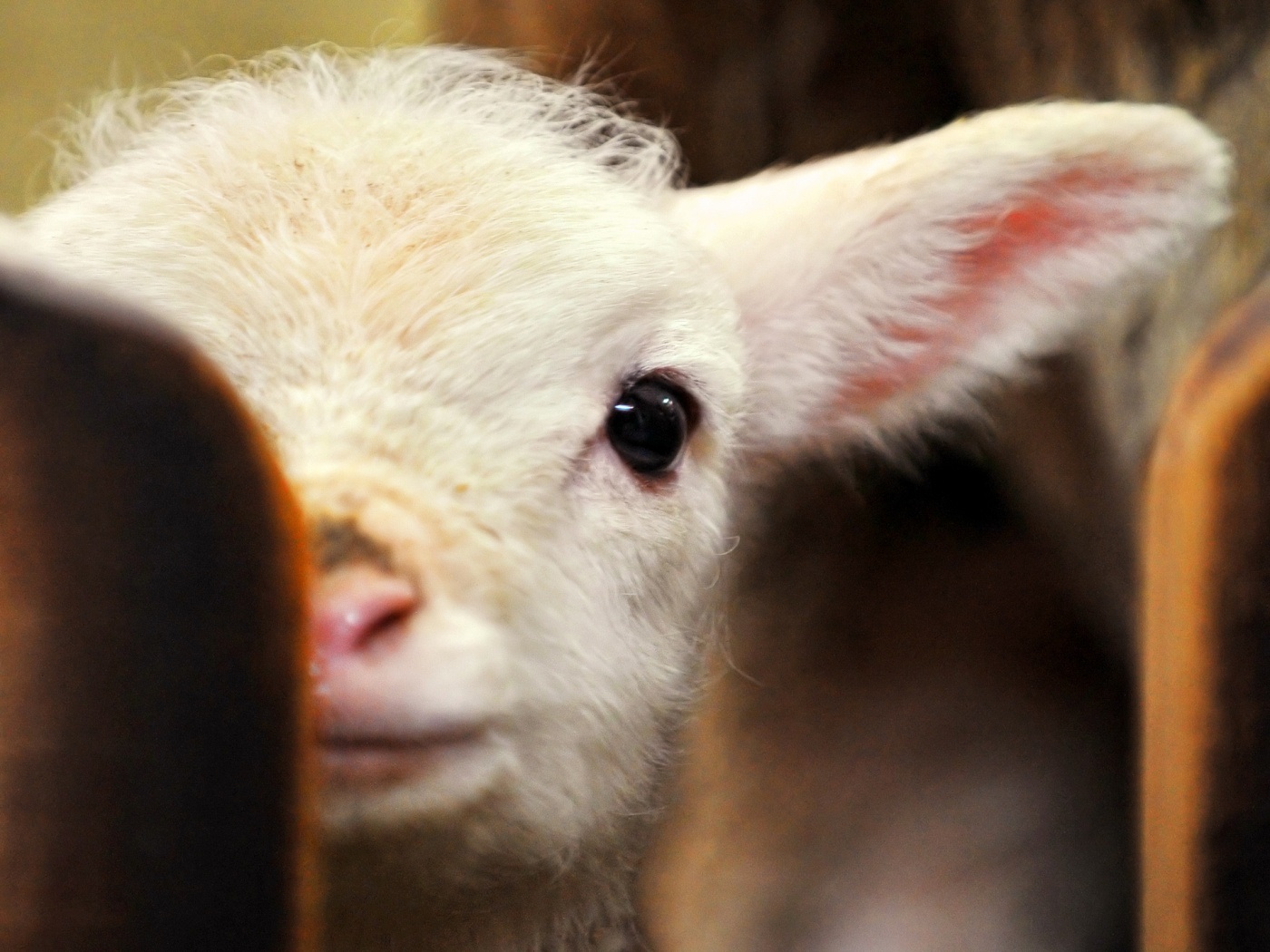 Laden Sie das Tiere, Schaf, Lamm-Bild kostenlos auf Ihren PC-Desktop herunter