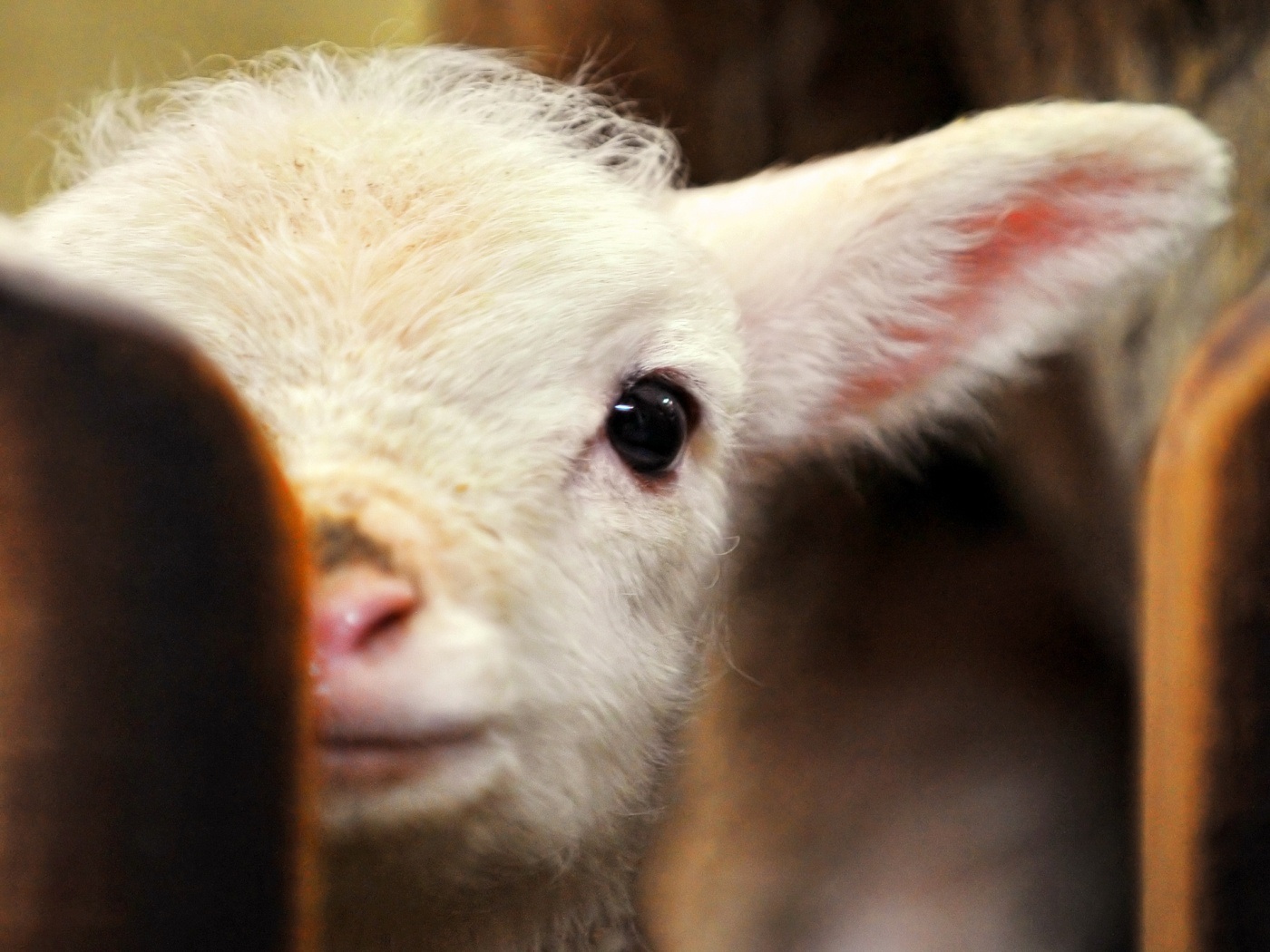 203421 télécharger le fond d'écran animaux, mouton, agneau - économiseurs d'écran et images gratuitement