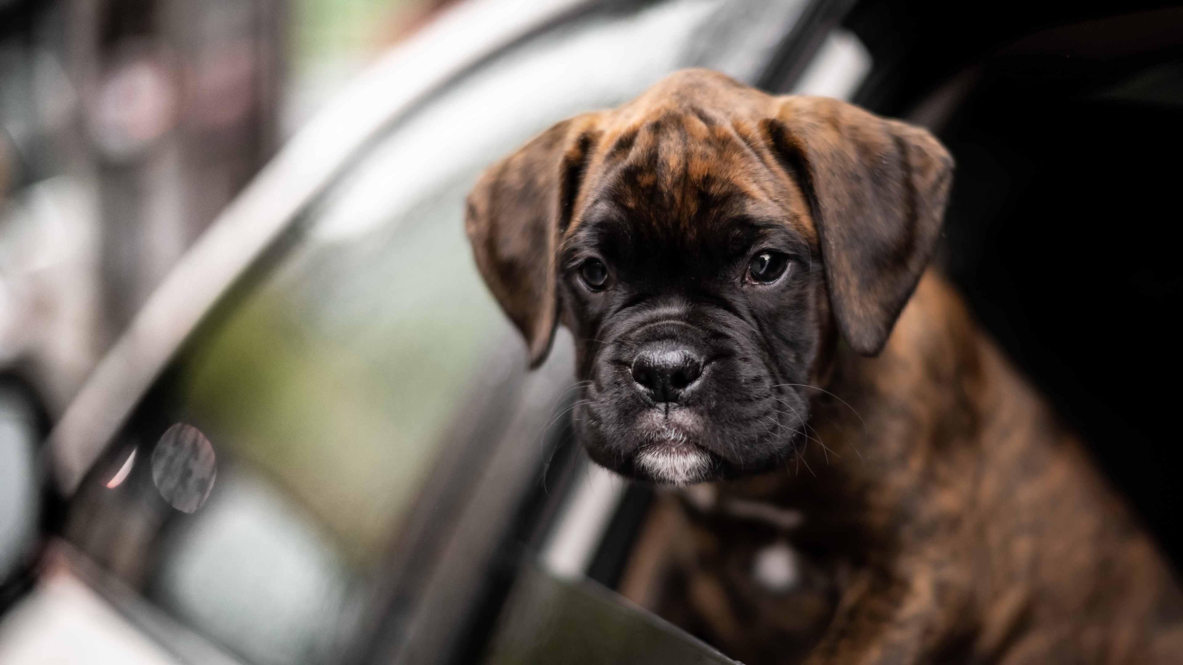 Download mobile wallpaper Dogs, Dog, Animal, Puppy, Boxer, Baby Animal, Boxer (Dog) for free.