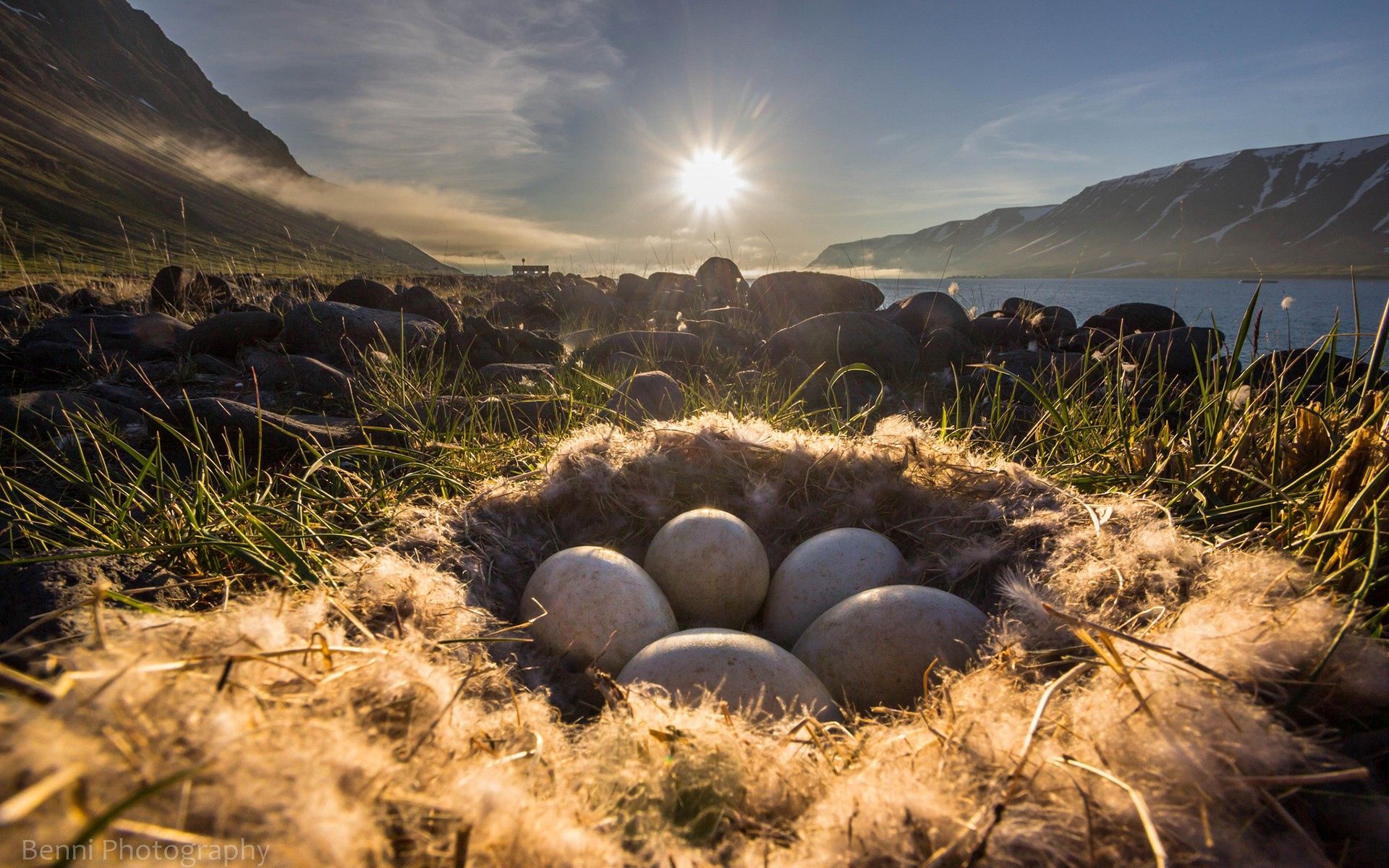nature, grass, eggs, shine, light, nest