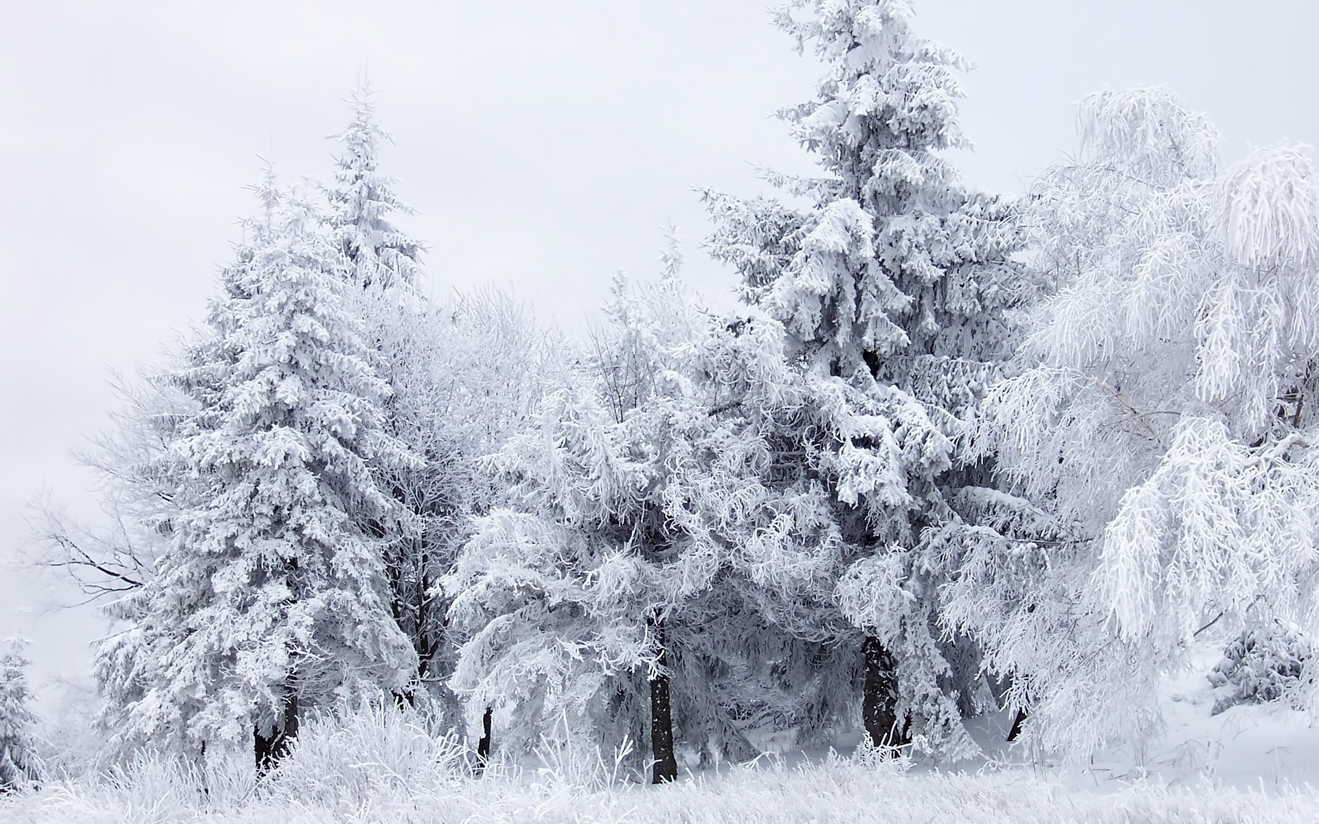 Завантажити шпалери безкоштовно Пейзаж, Дерева, Сніг картинка на робочий стіл ПК