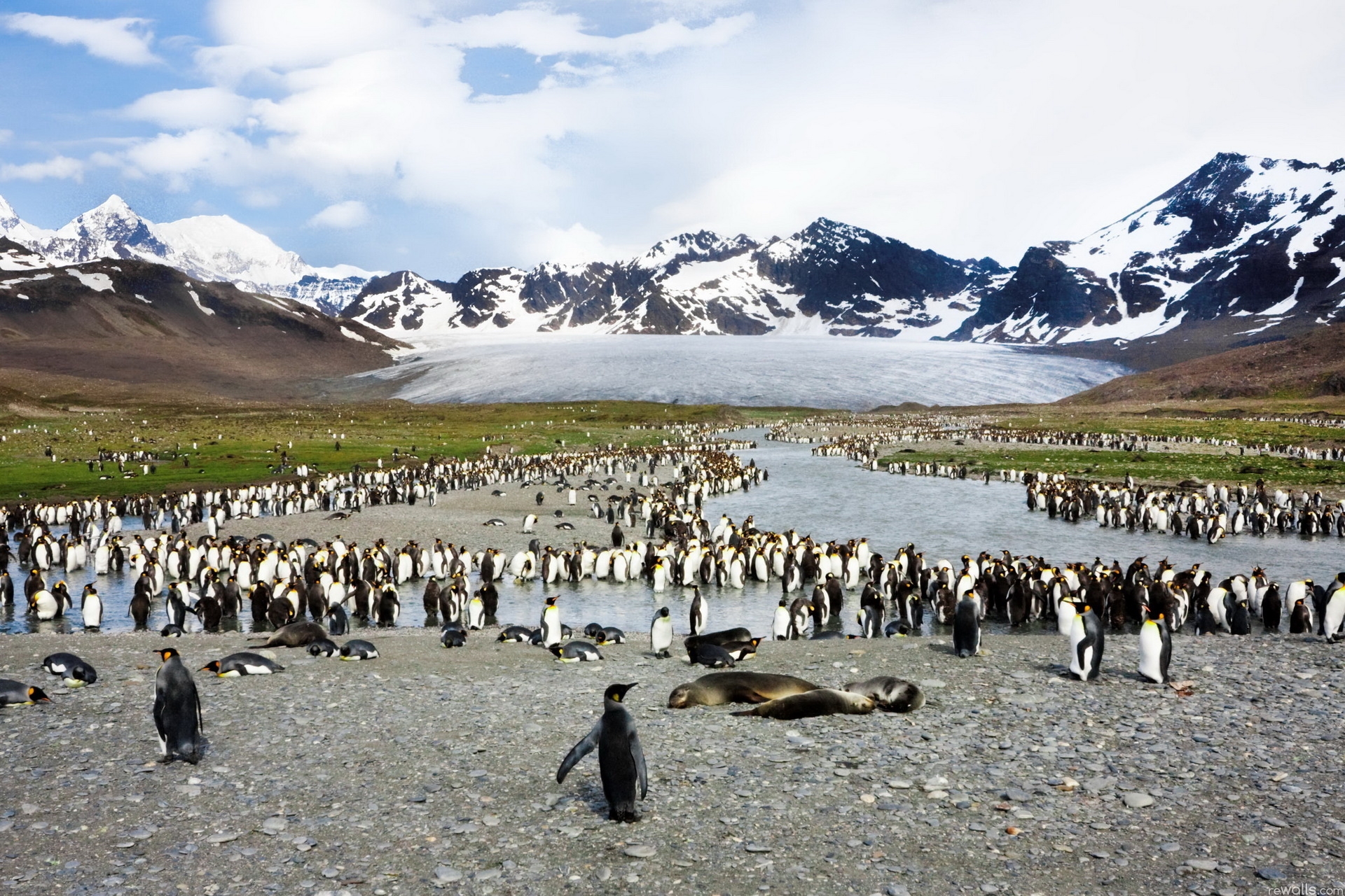 81910 скачать картинку пингвины, птицы, тюлени, животные, горы, вершина, стая - обои и заставки бесплатно