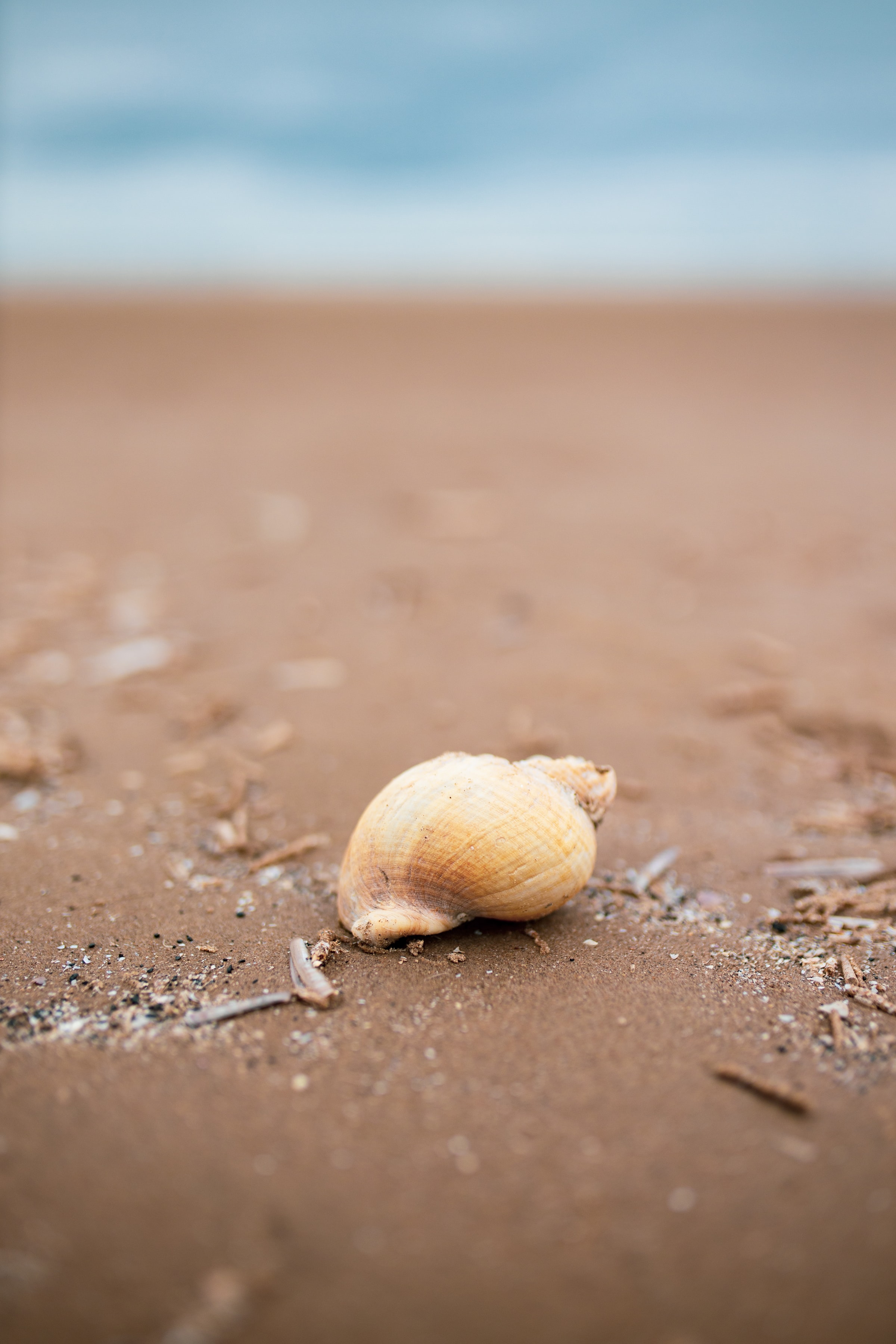 139274 скачать картинку пляж, песок, макро, побережье, ракушка - обои и заставки бесплатно
