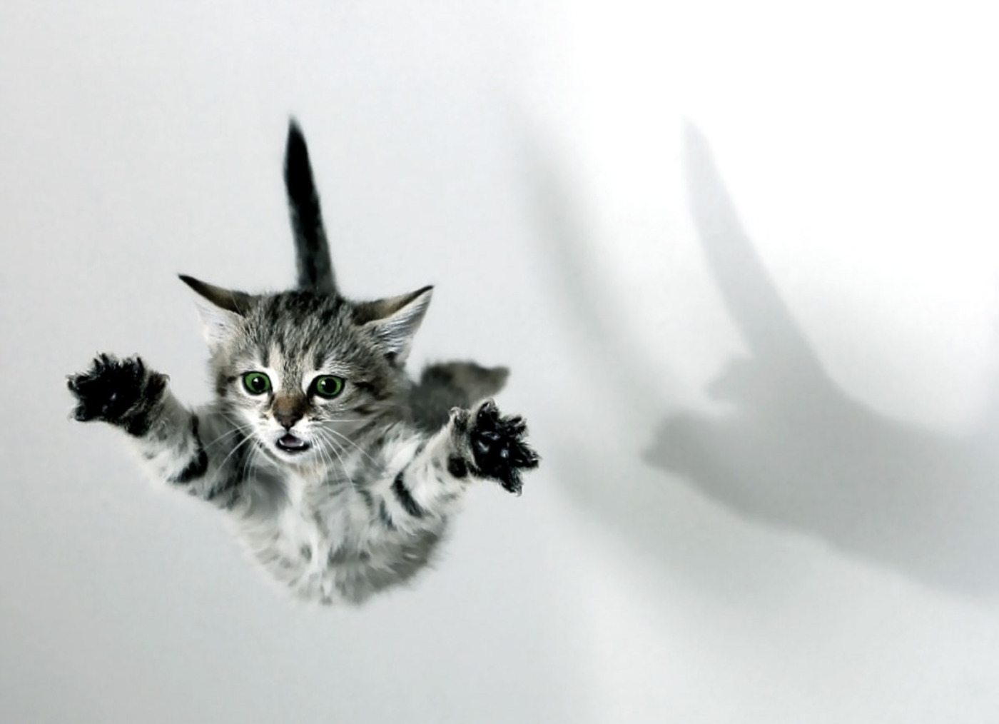 Horizontal Wallpaper animal, cat