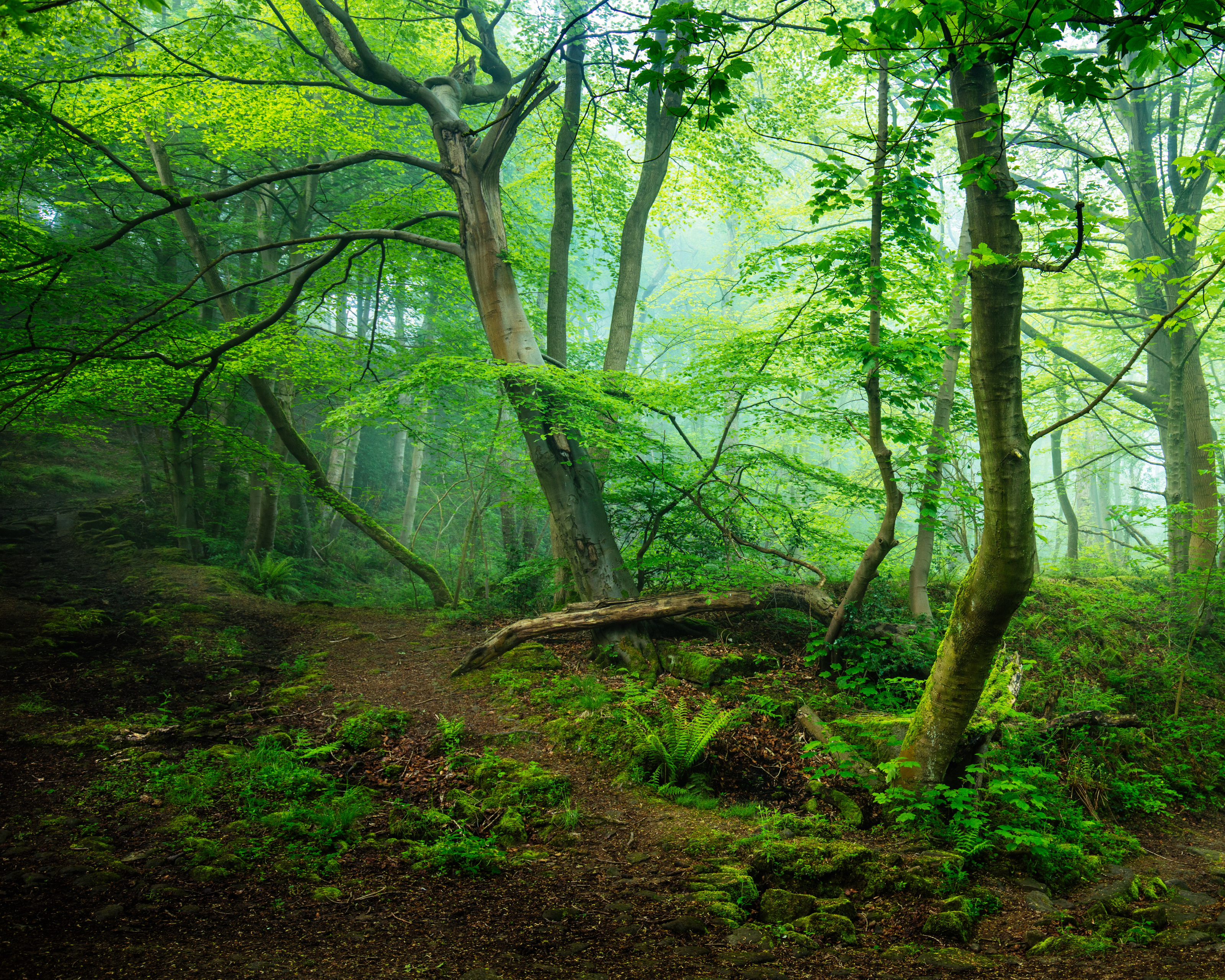 Free download wallpaper Forest, Fog, Earth on your PC desktop