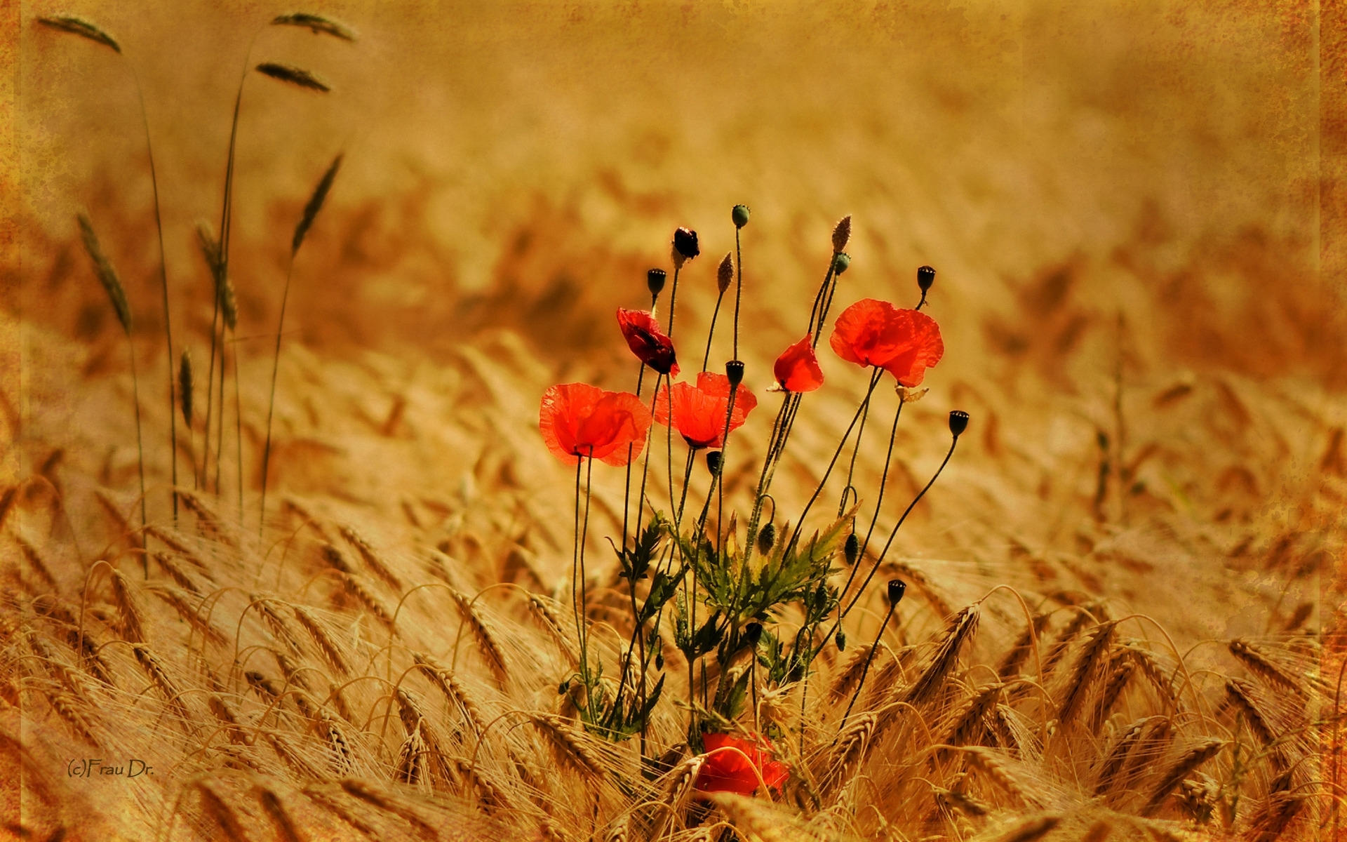Download mobile wallpaper Plants, Flowers, Poppies, Wheat for free.