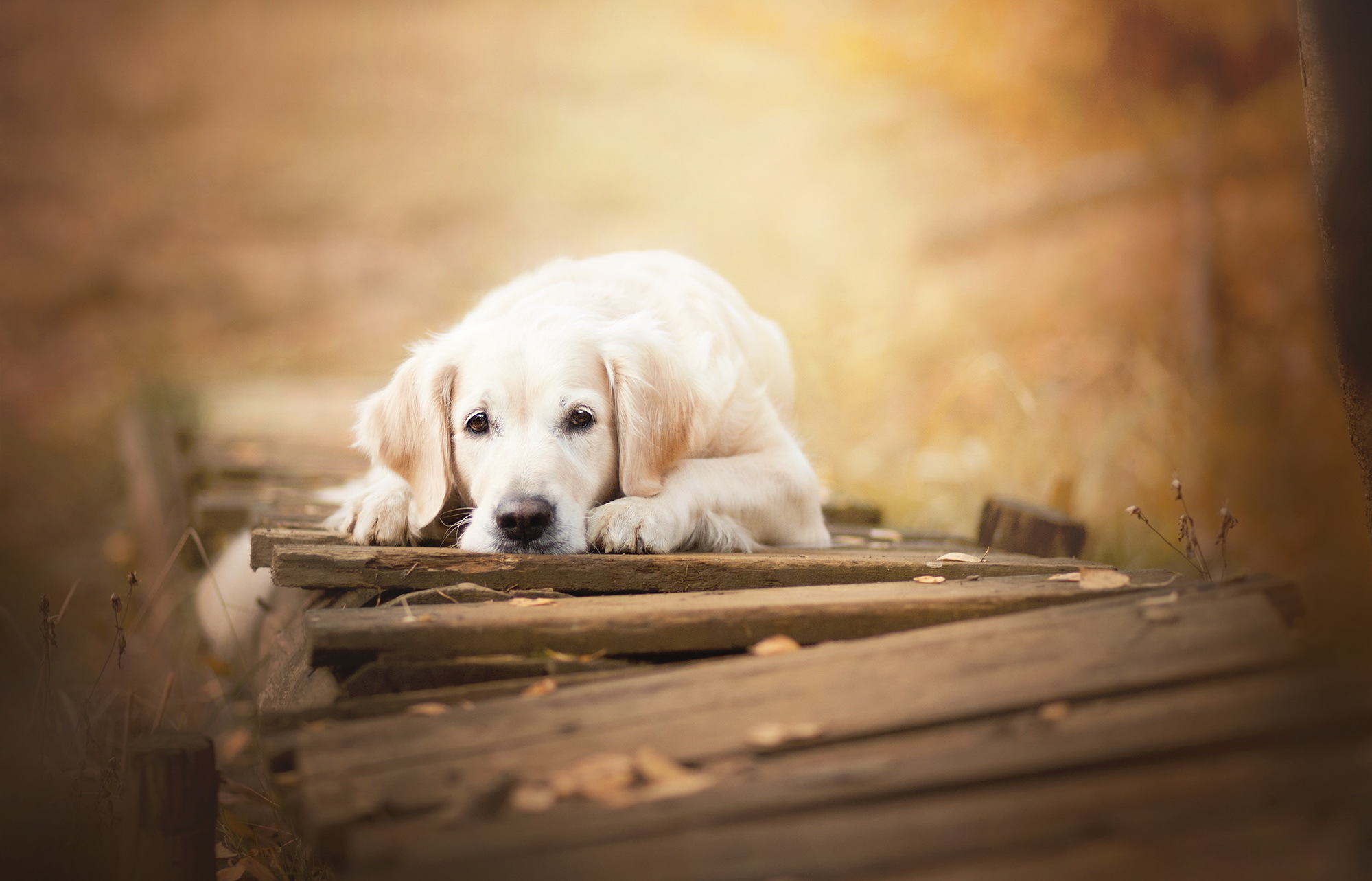 Download mobile wallpaper Dogs, Dog, Blur, Animal, Golden Retriever for free.