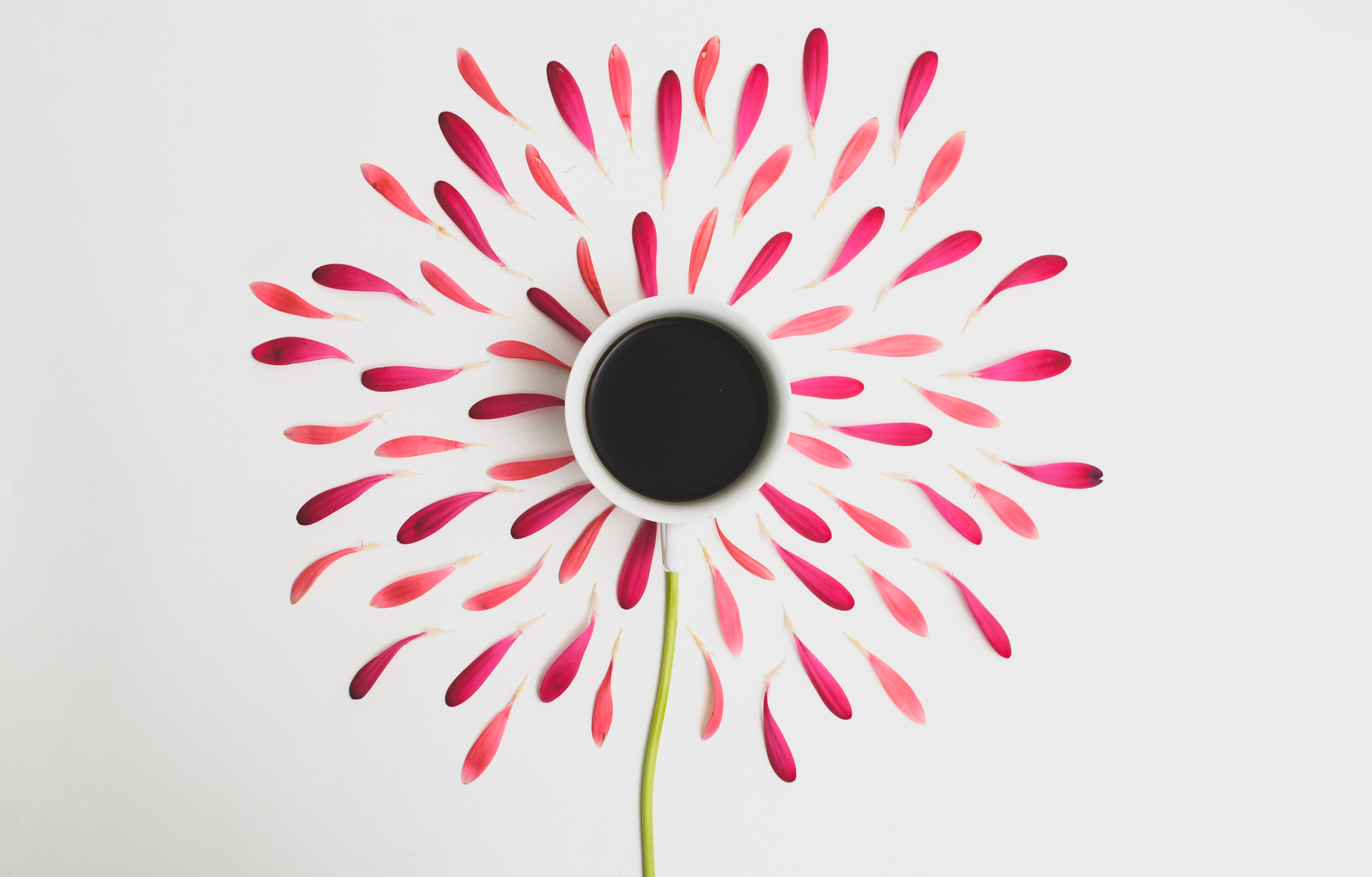 Download mobile wallpaper Petals, Flower, Cup, Minimalism for free.