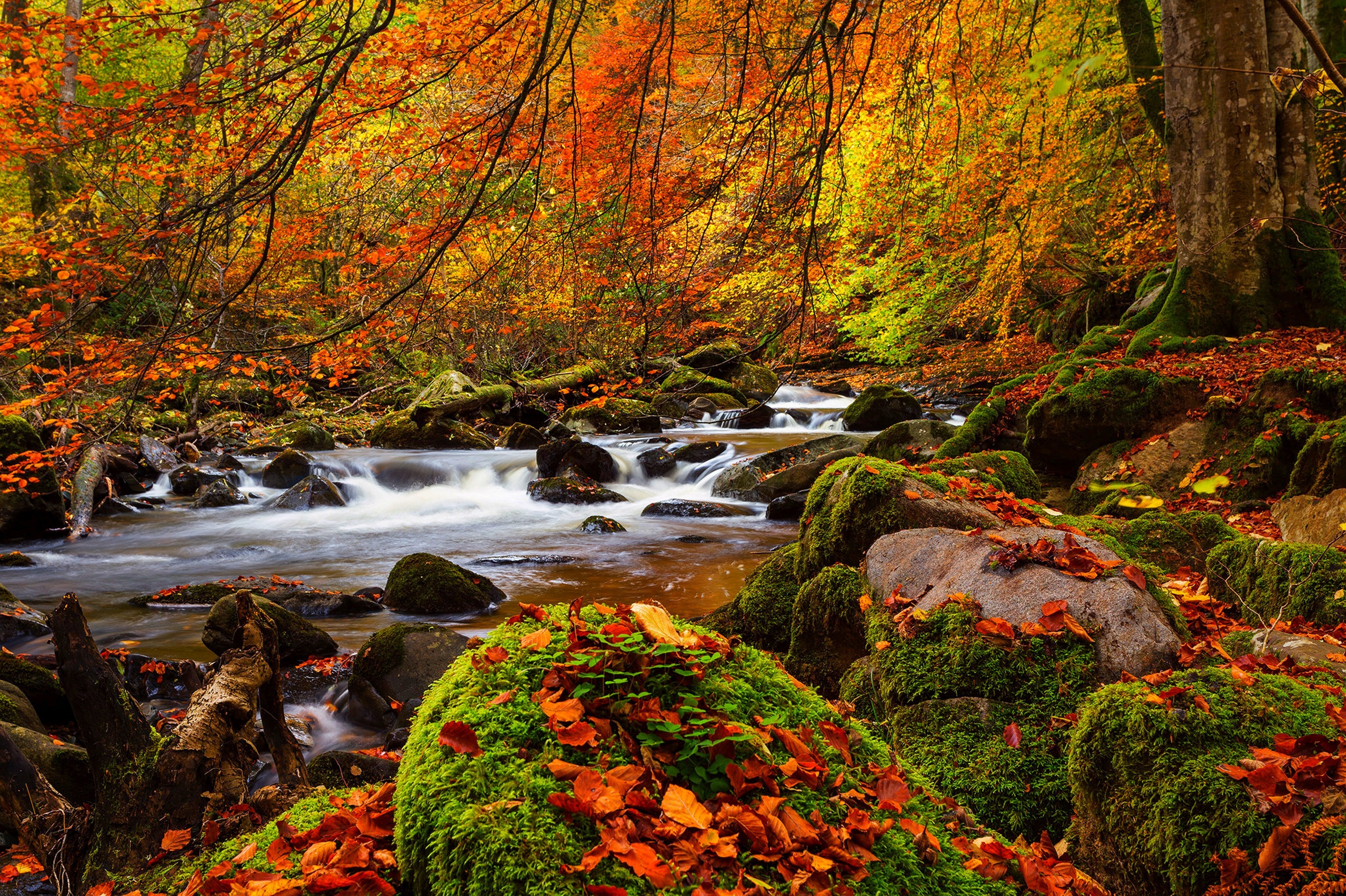 Скачать обои бесплатно Осень, Лес, Ручей, Земля/природа картинка на рабочий стол ПК