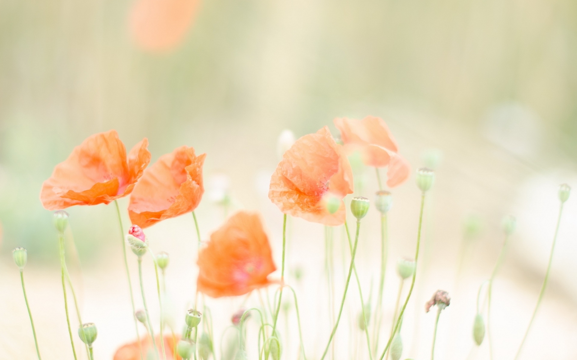 Free download wallpaper Plants, Poppies on your PC desktop