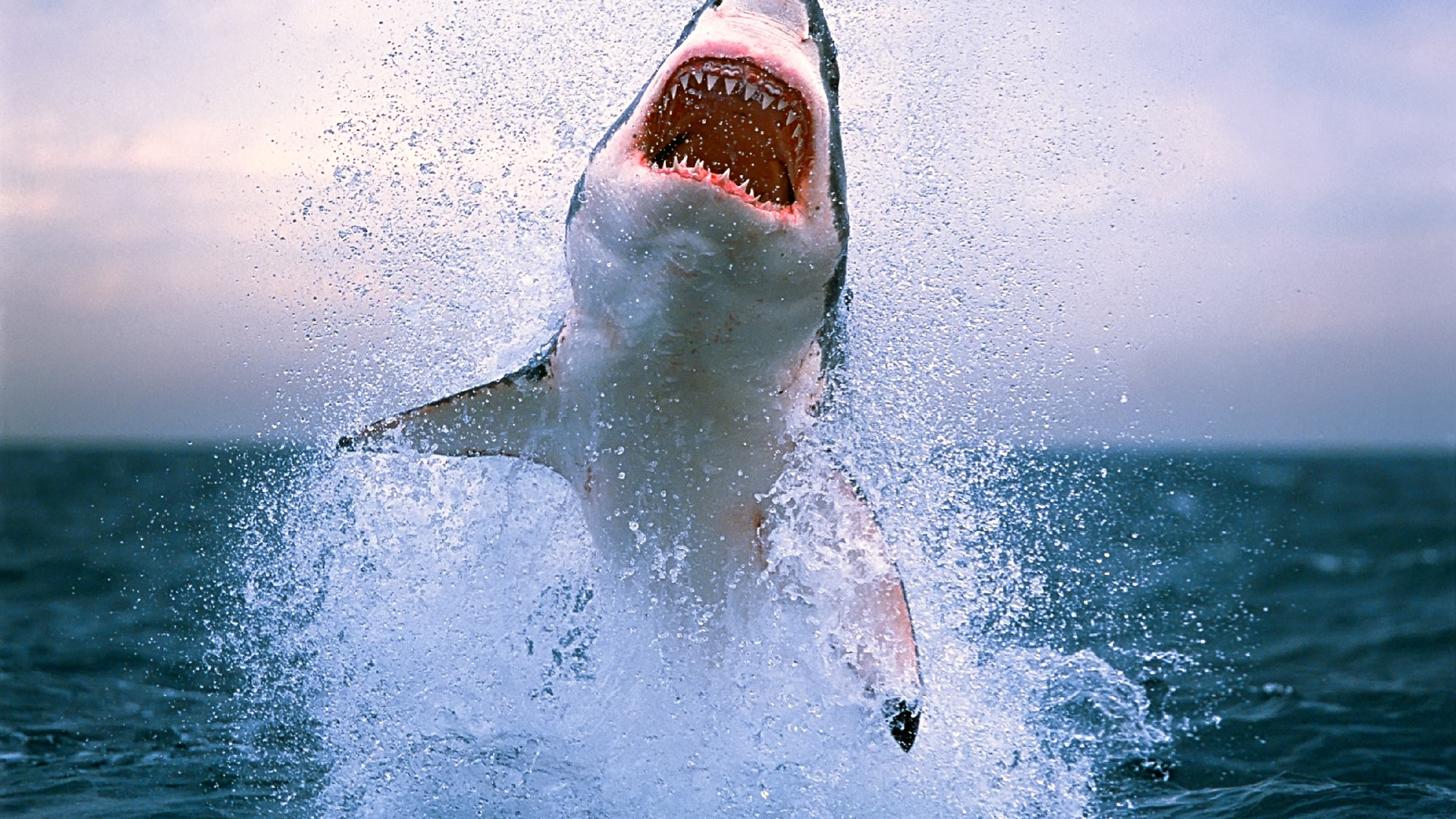 212533 descargar imagen gran tiburón blanco, animales, pez, tiburones: fondos de pantalla y protectores de pantalla gratis