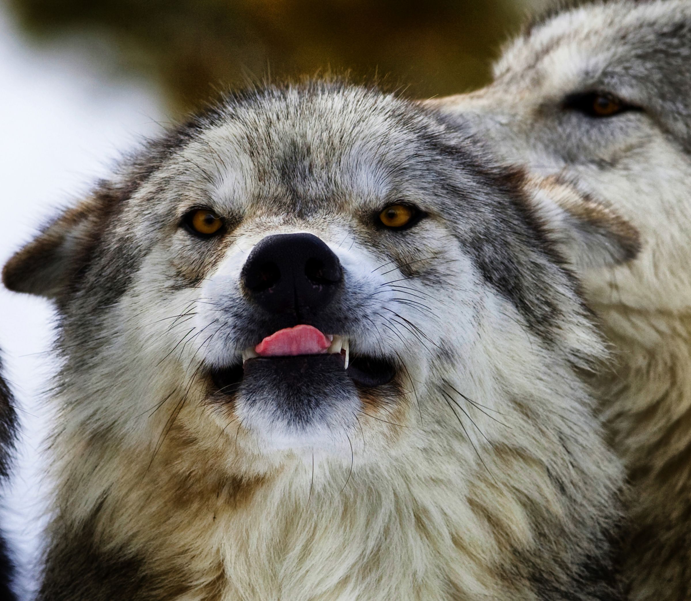 Download mobile wallpaper Muzzle, Animals, Dog, Predator, Grin, Wolf for free.