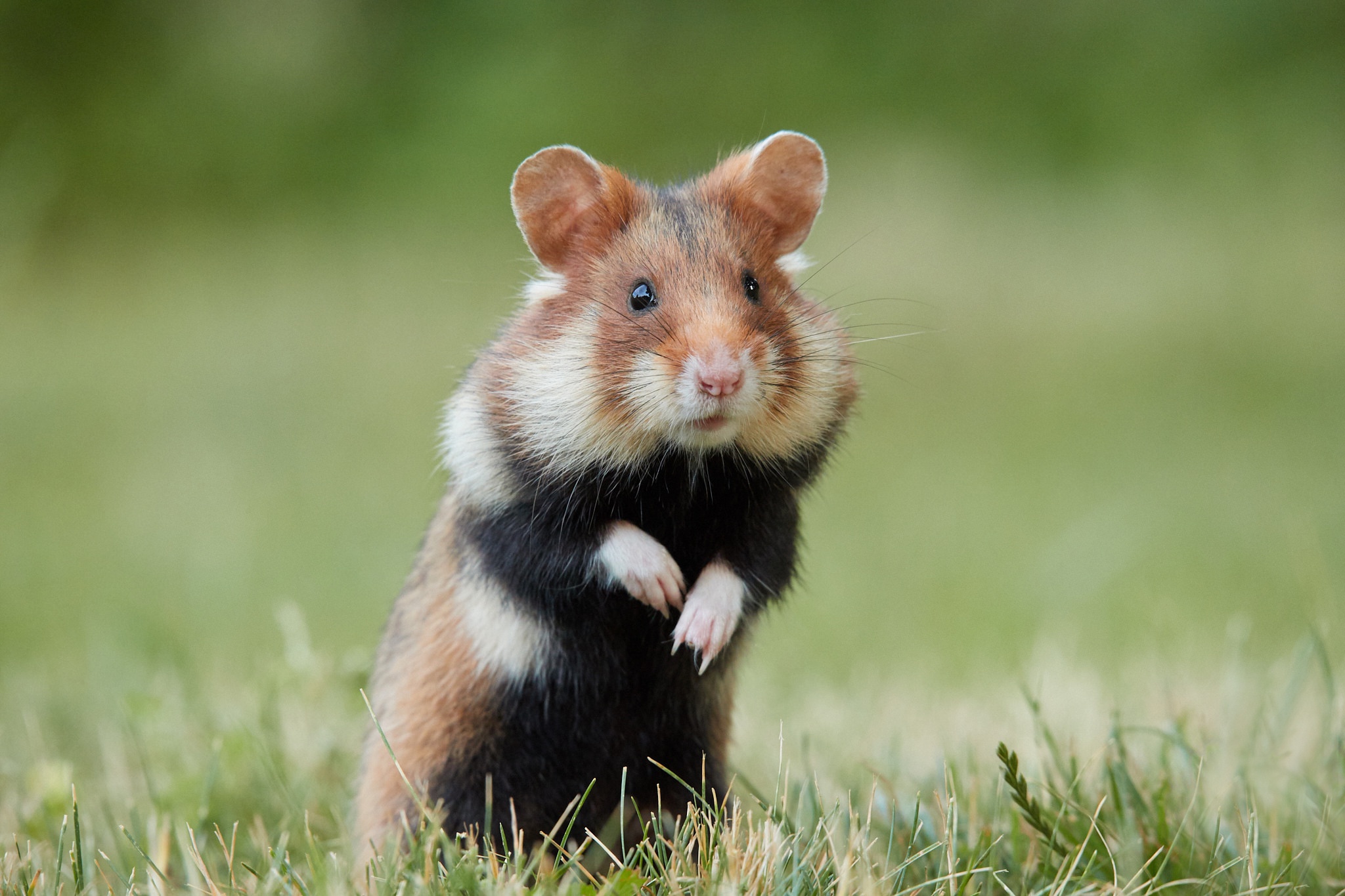 Download mobile wallpaper Animal, Rodent, Hamster for free.