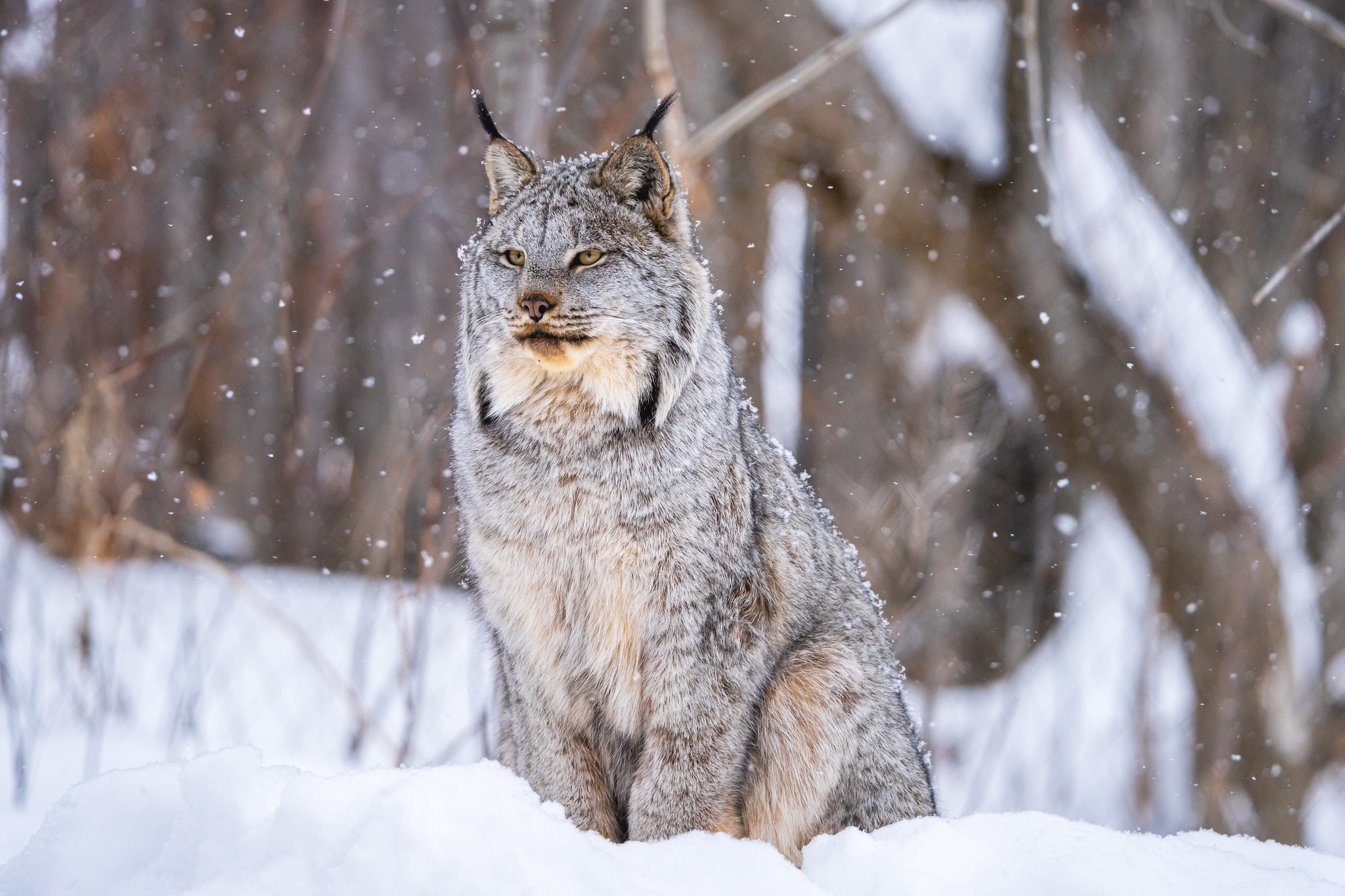 Download mobile wallpaper Winter, Cats, Snow, Animal, Lynx, Depth Of Field for free.